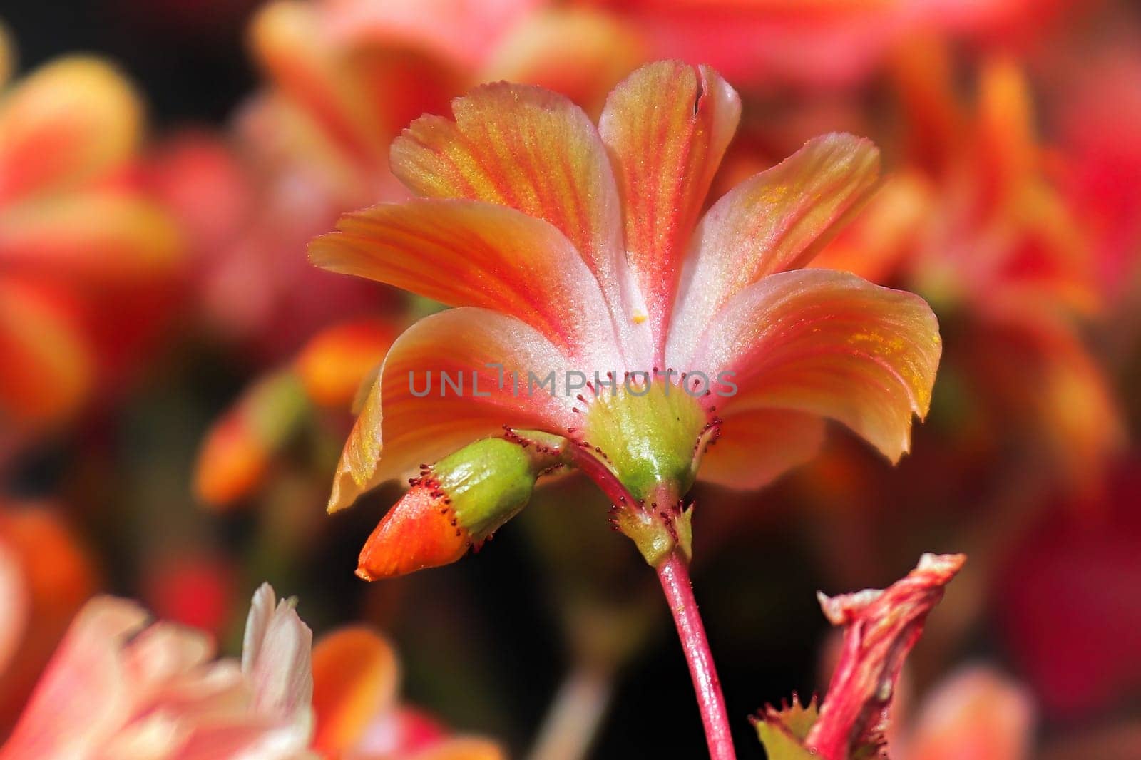 Macro view of the delicate underside petals on a lewisia plant.