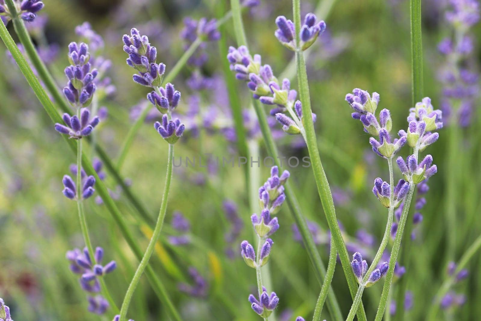 Side view of lavender growing in the garden.