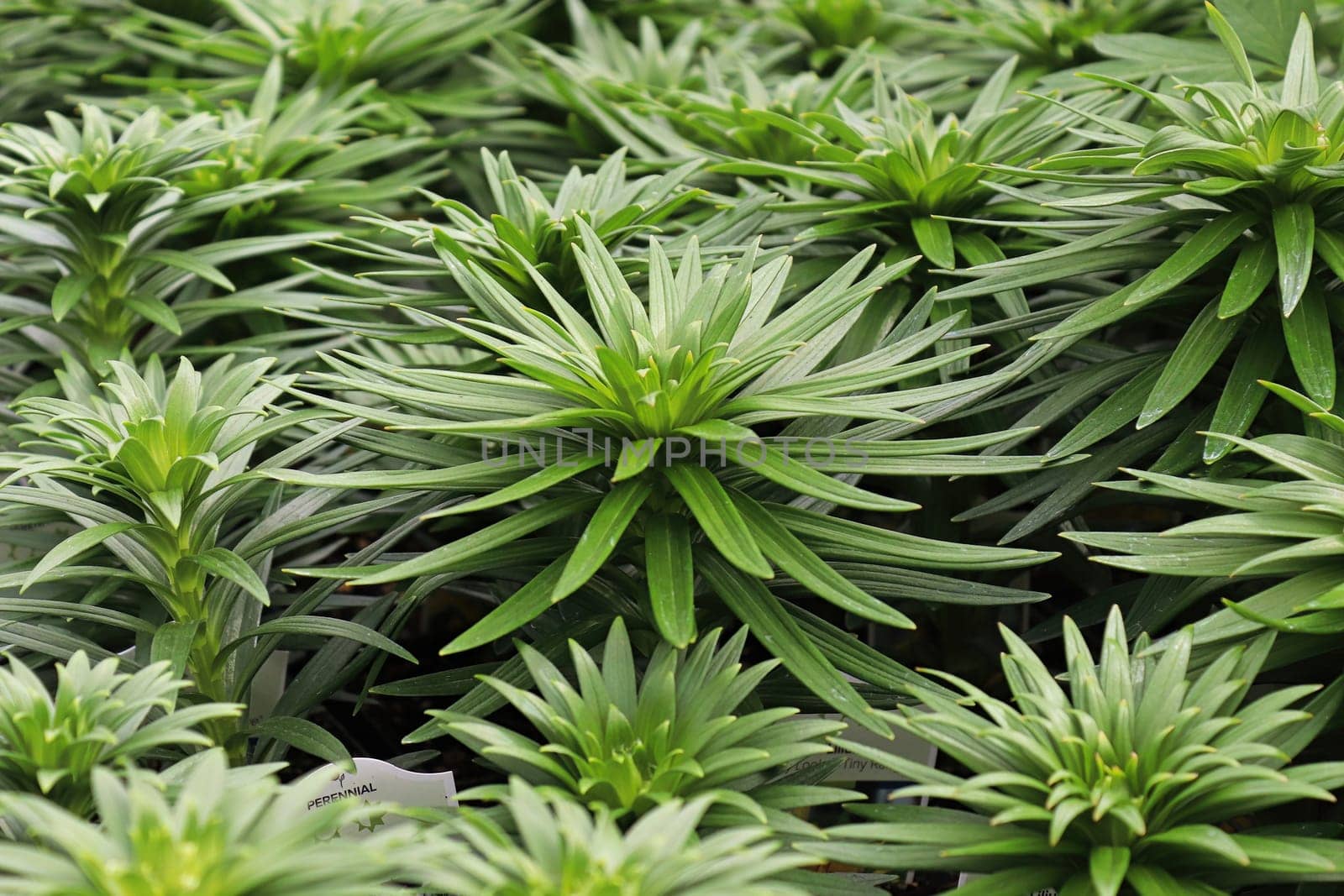 The green spiky foliage on lily plants.