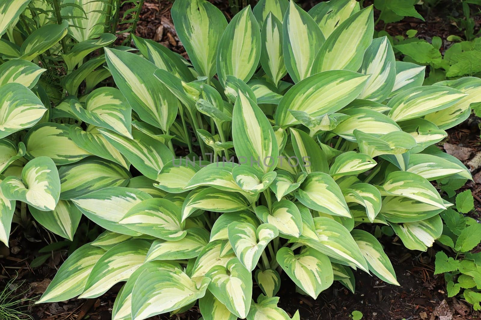 A variegated hosta plant growing in the garden.
