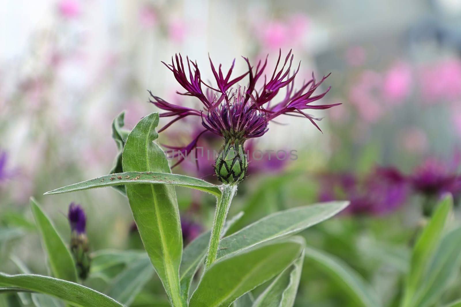 Closeup side view of a purple knapweed flower.