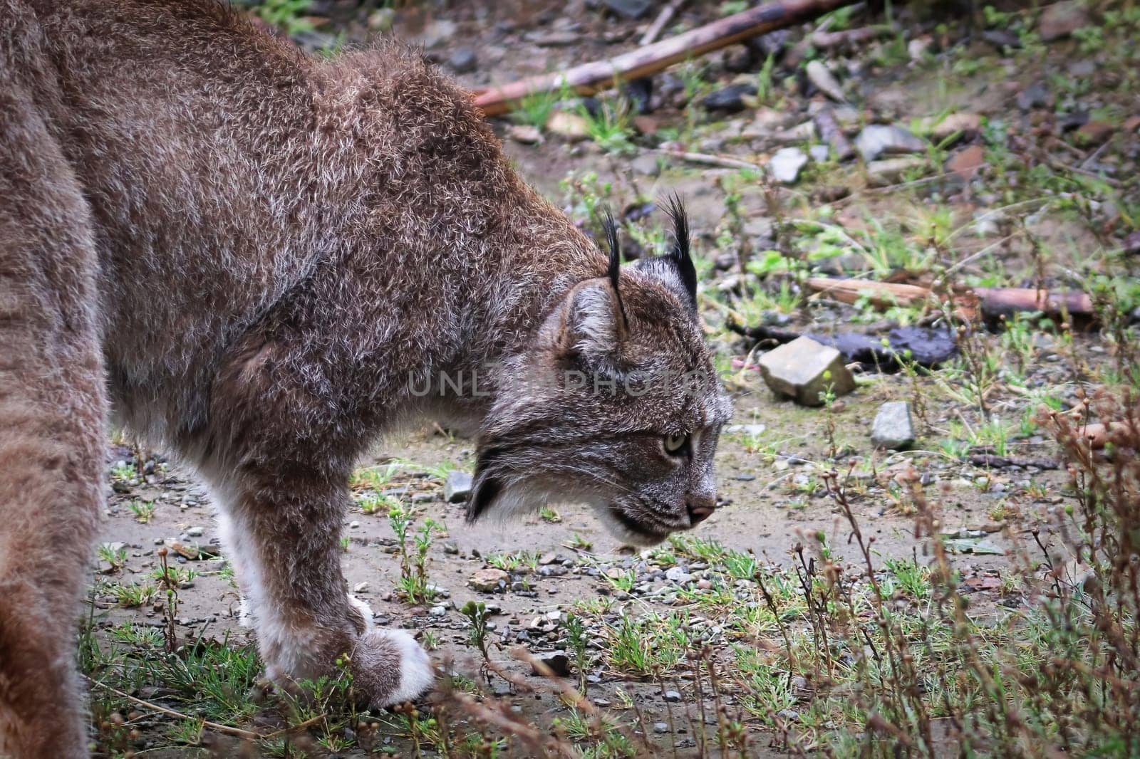 Side view of a lynx body and head.