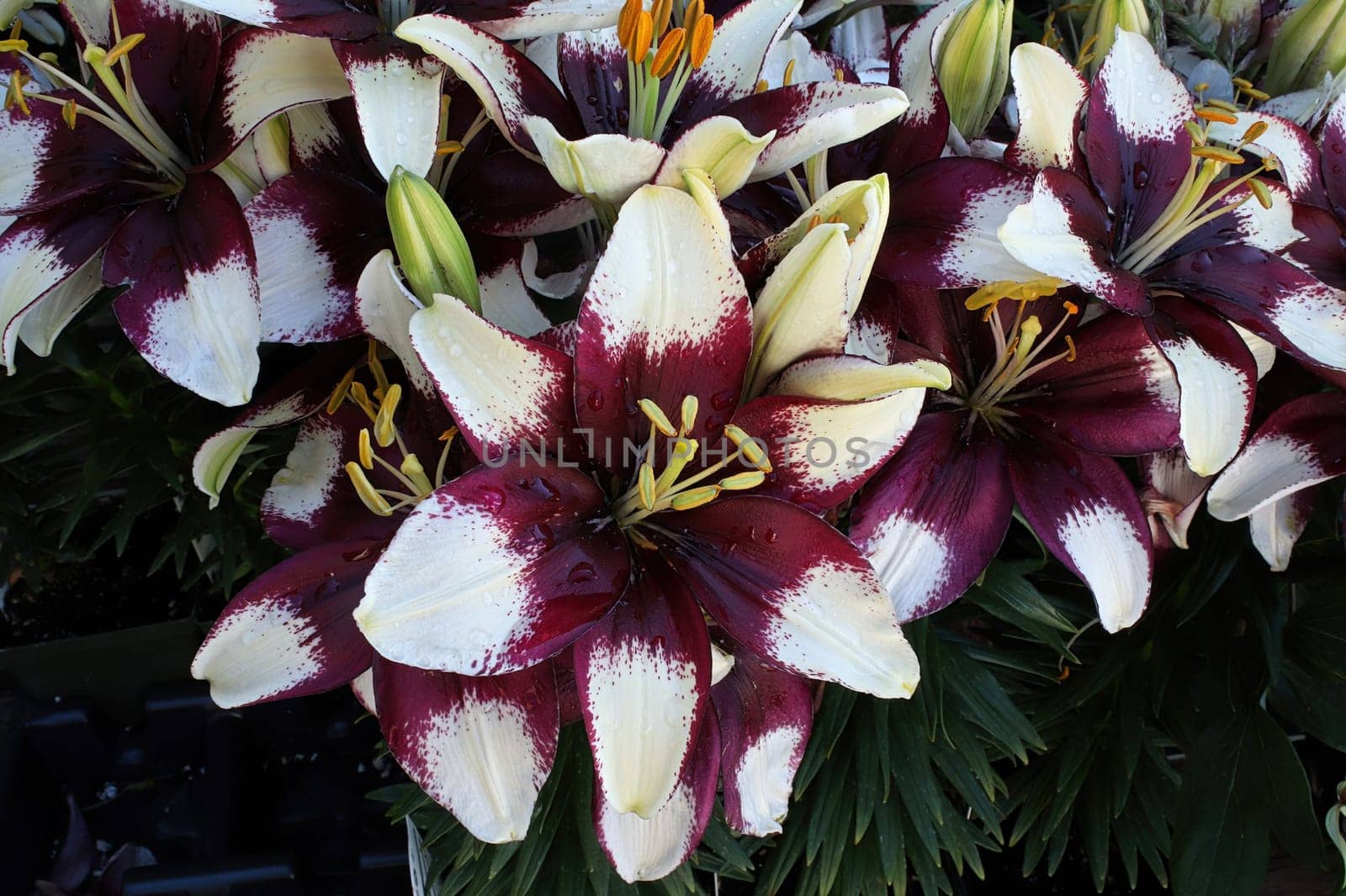 Closeup view of purple and white lily plants.