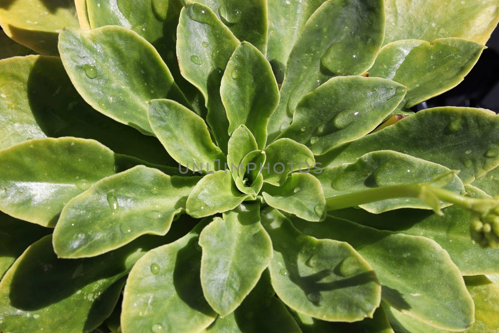 Closeup view of the delicate leaves on a lewisia plant.