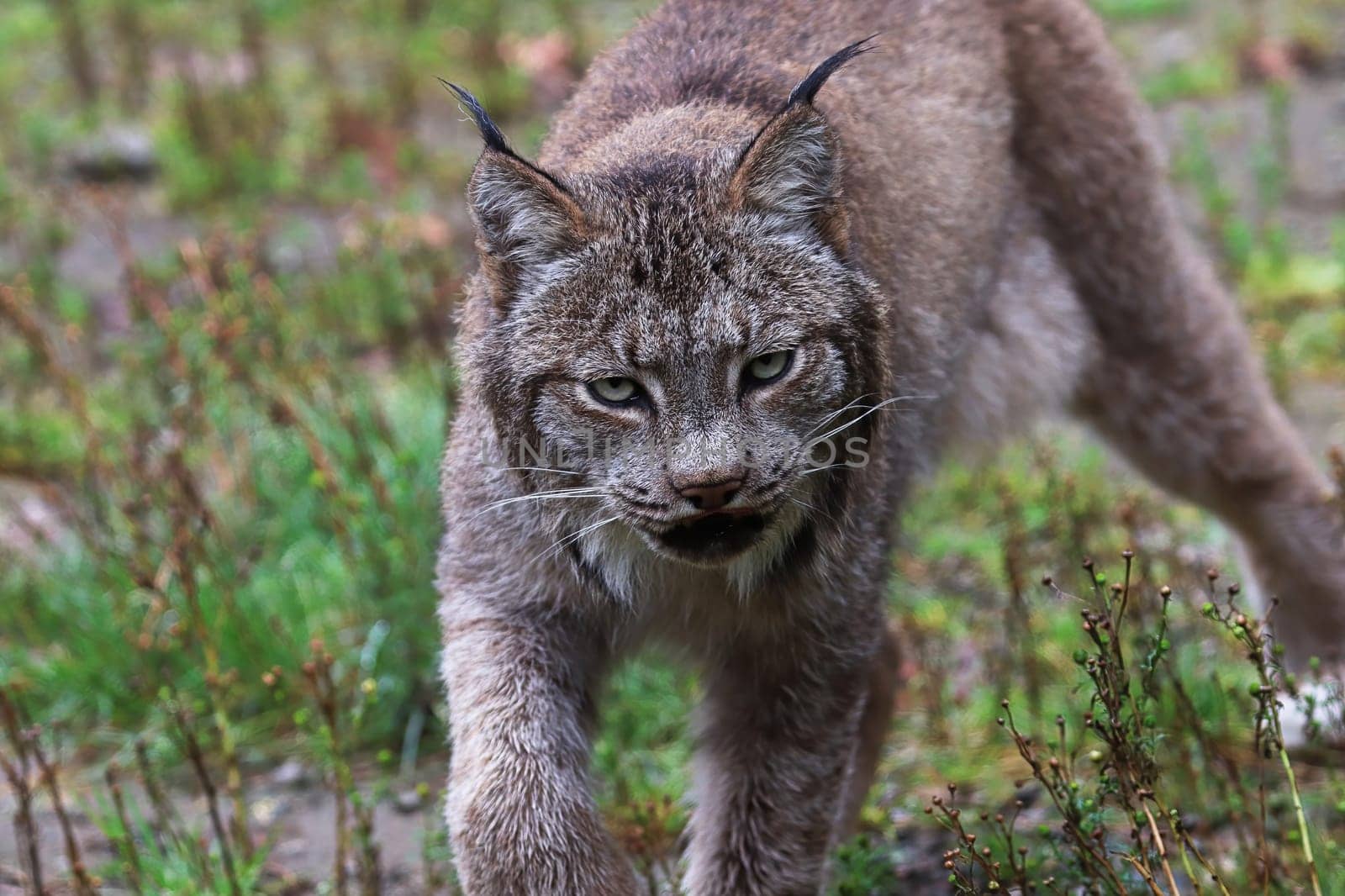 A lynx stauks in the summer grass.