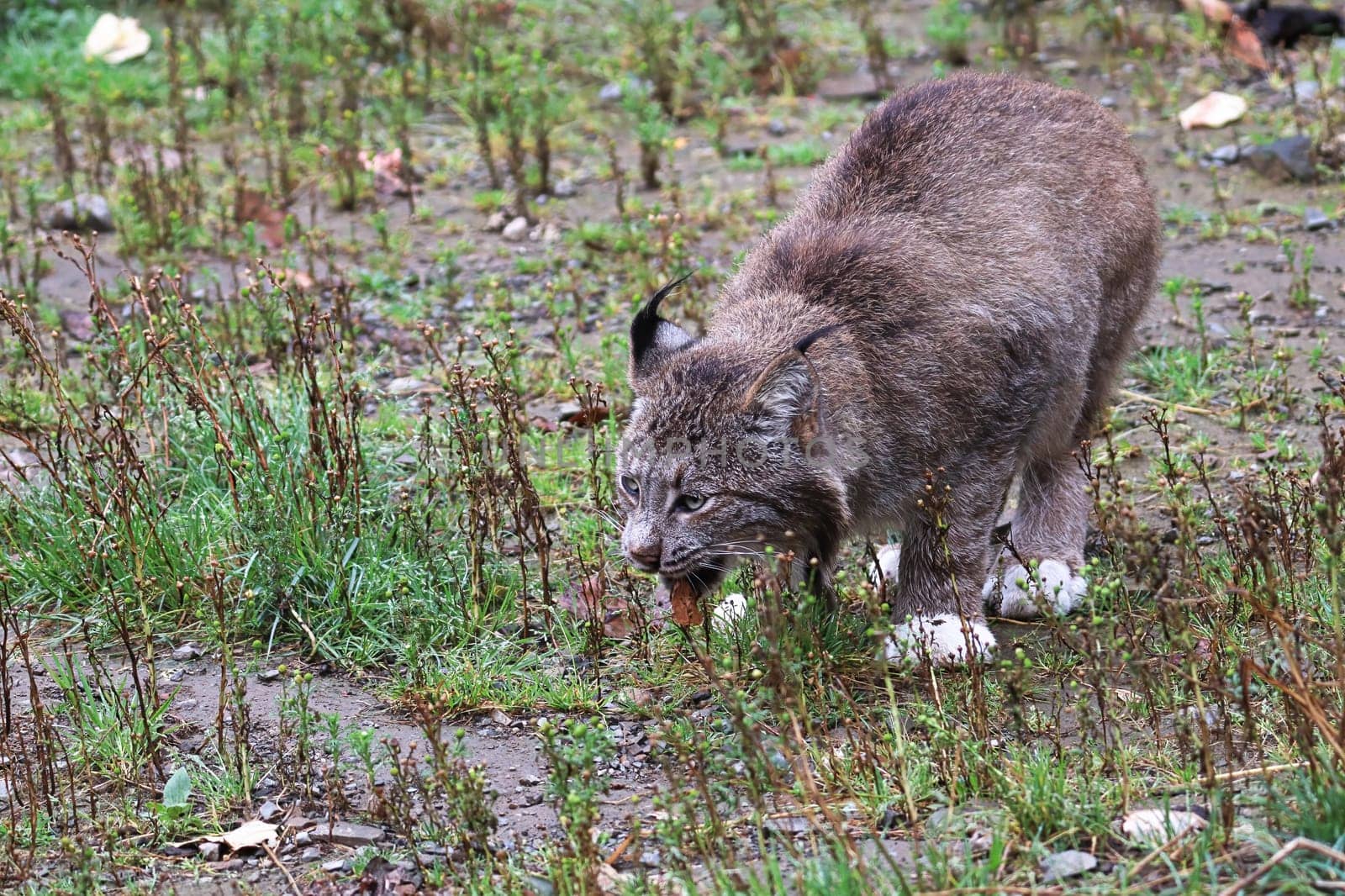 Front view of a lynx eating in the grass.