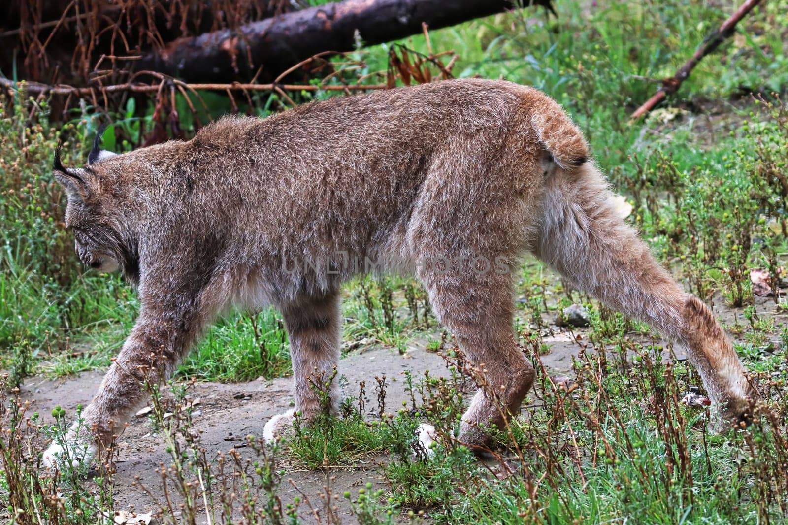 View of a lynx walking away from the camera.