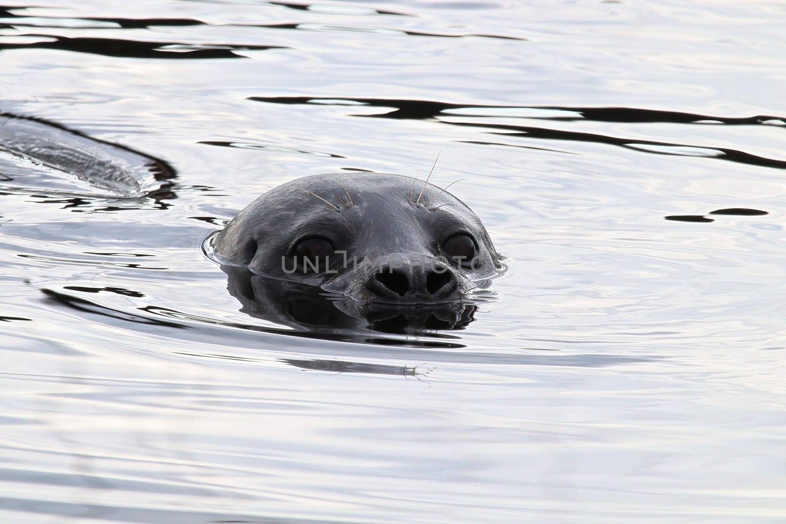 Closeup portrait of a seal head swimming in water.
