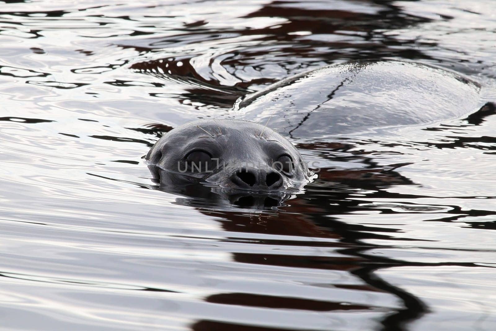 Closeup portrait of a seal head swimming in water.