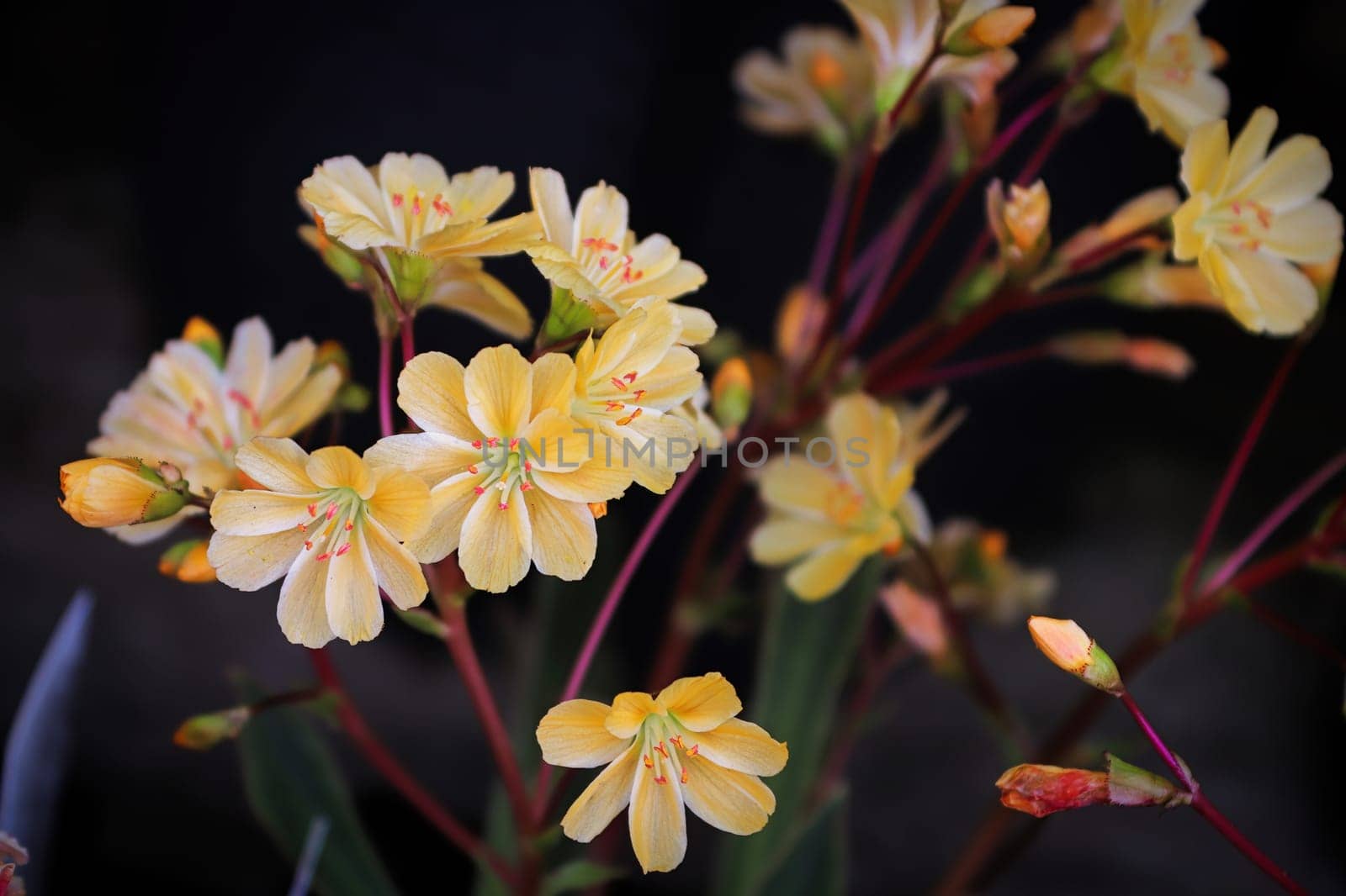 Closeup view of the delicate petals on a lewisia plant.