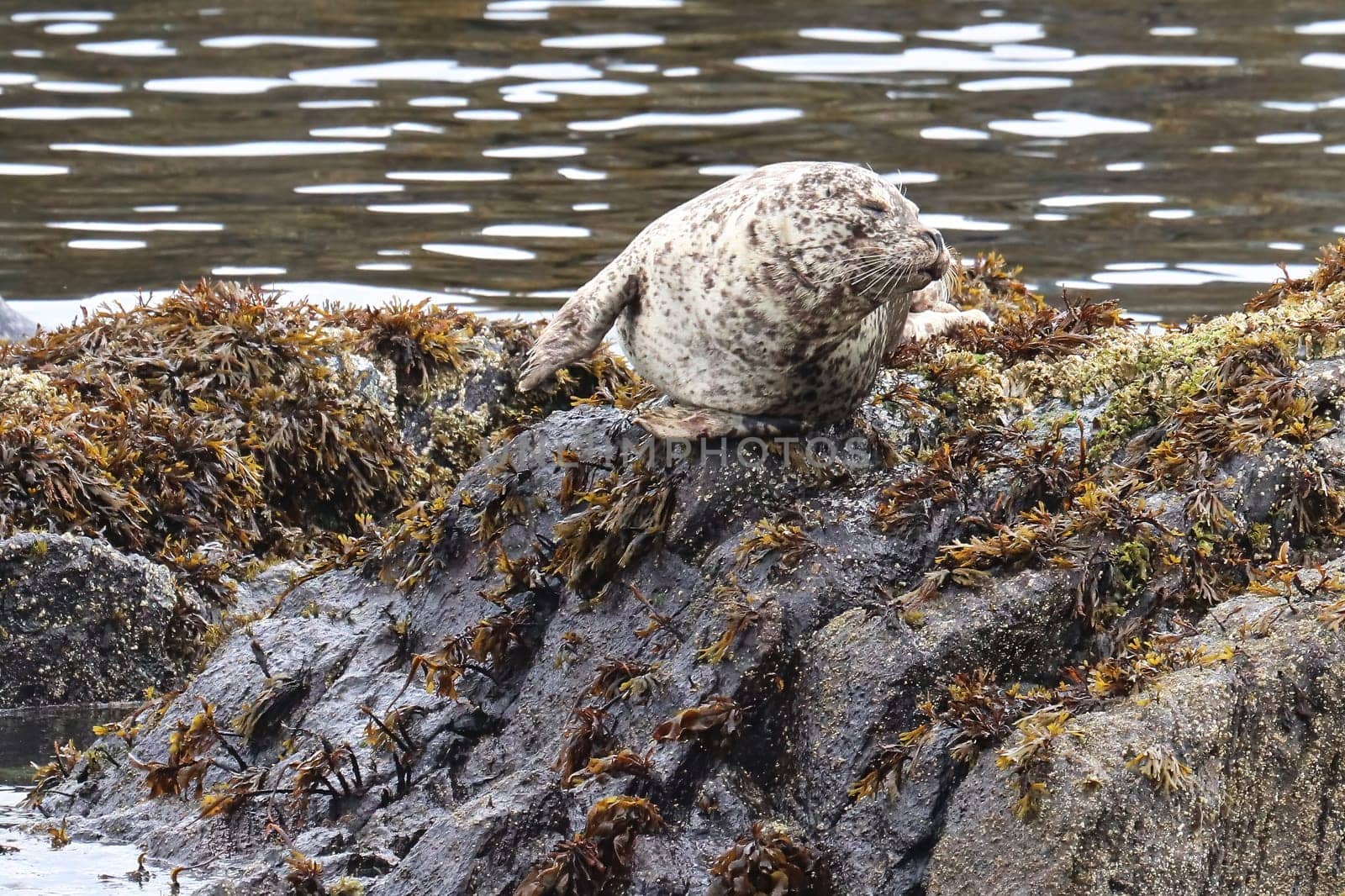 Common seal basking on rocks during the summer.