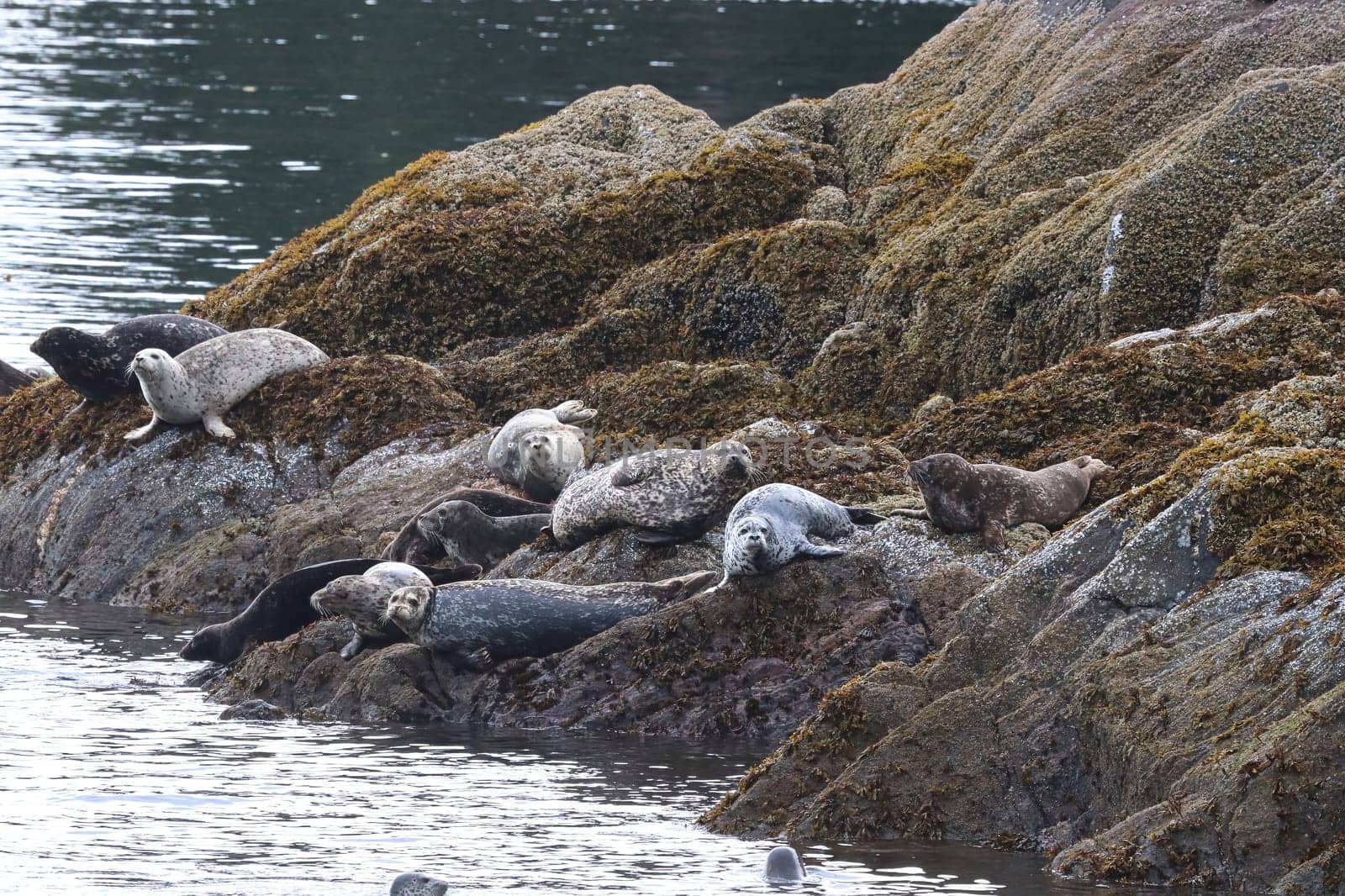 Common seals basking on rocks during the summer.