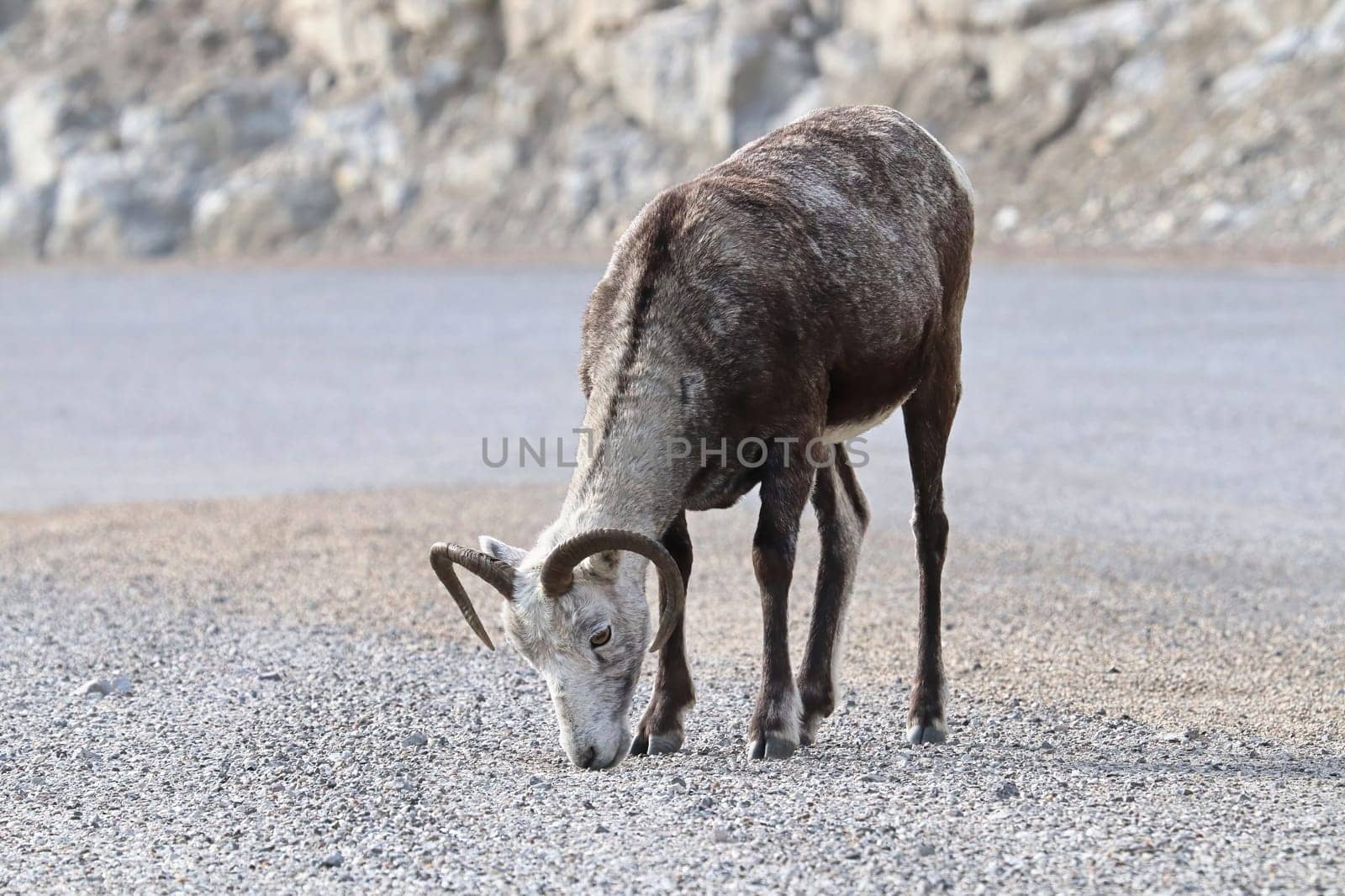 Closeup of mountain sheep licking salt on a the highway.