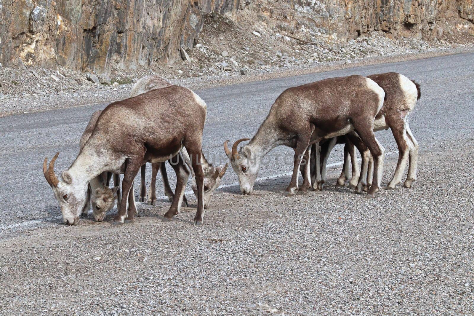 Closeup of mountain sheep licking salt on a the highway.