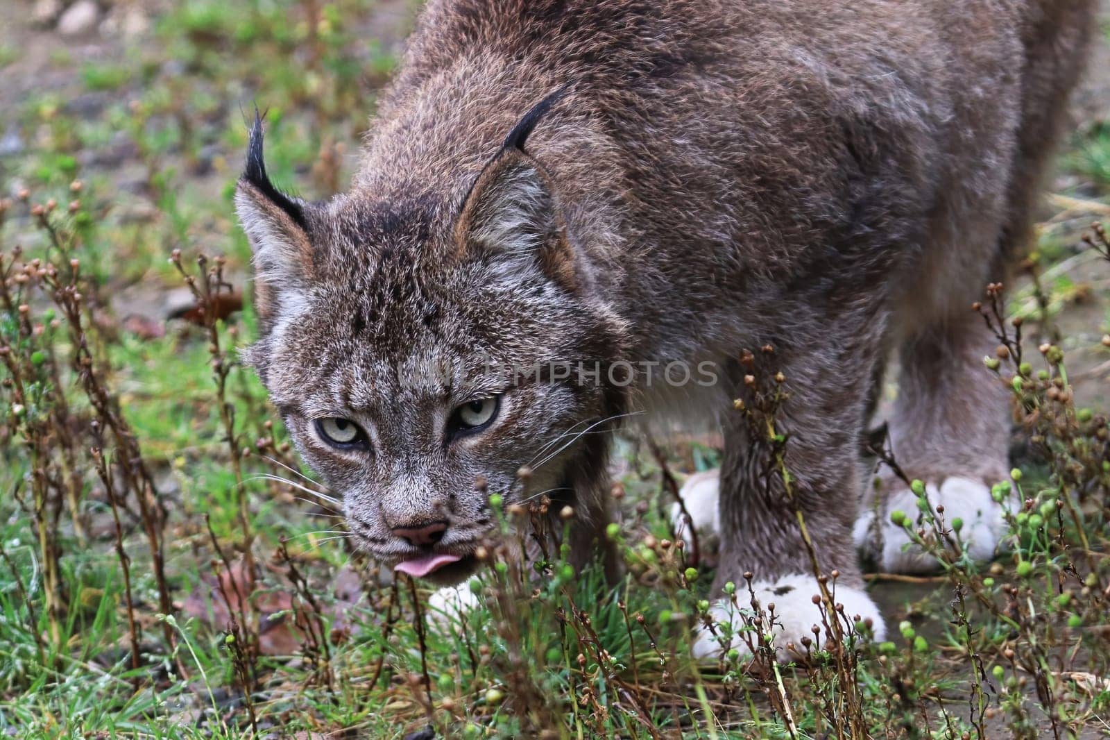 Front view of a lynx eating in the grass.
