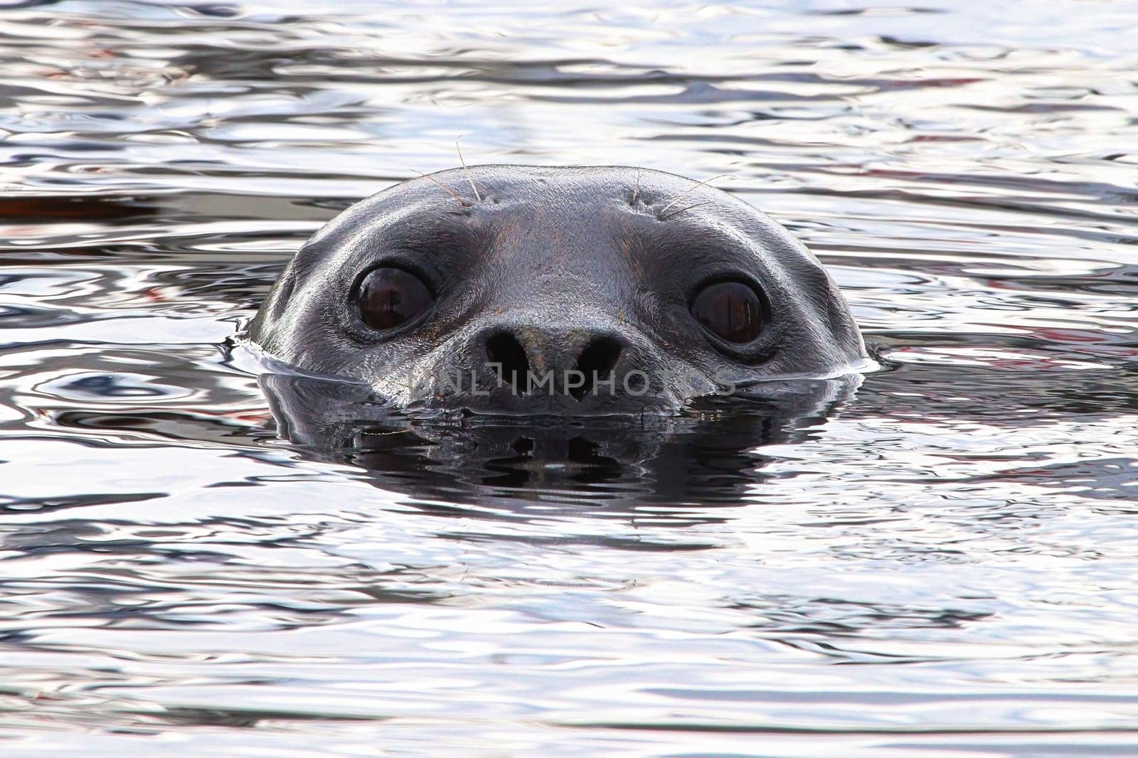 Closeup portrait of a seal head swimming in water.