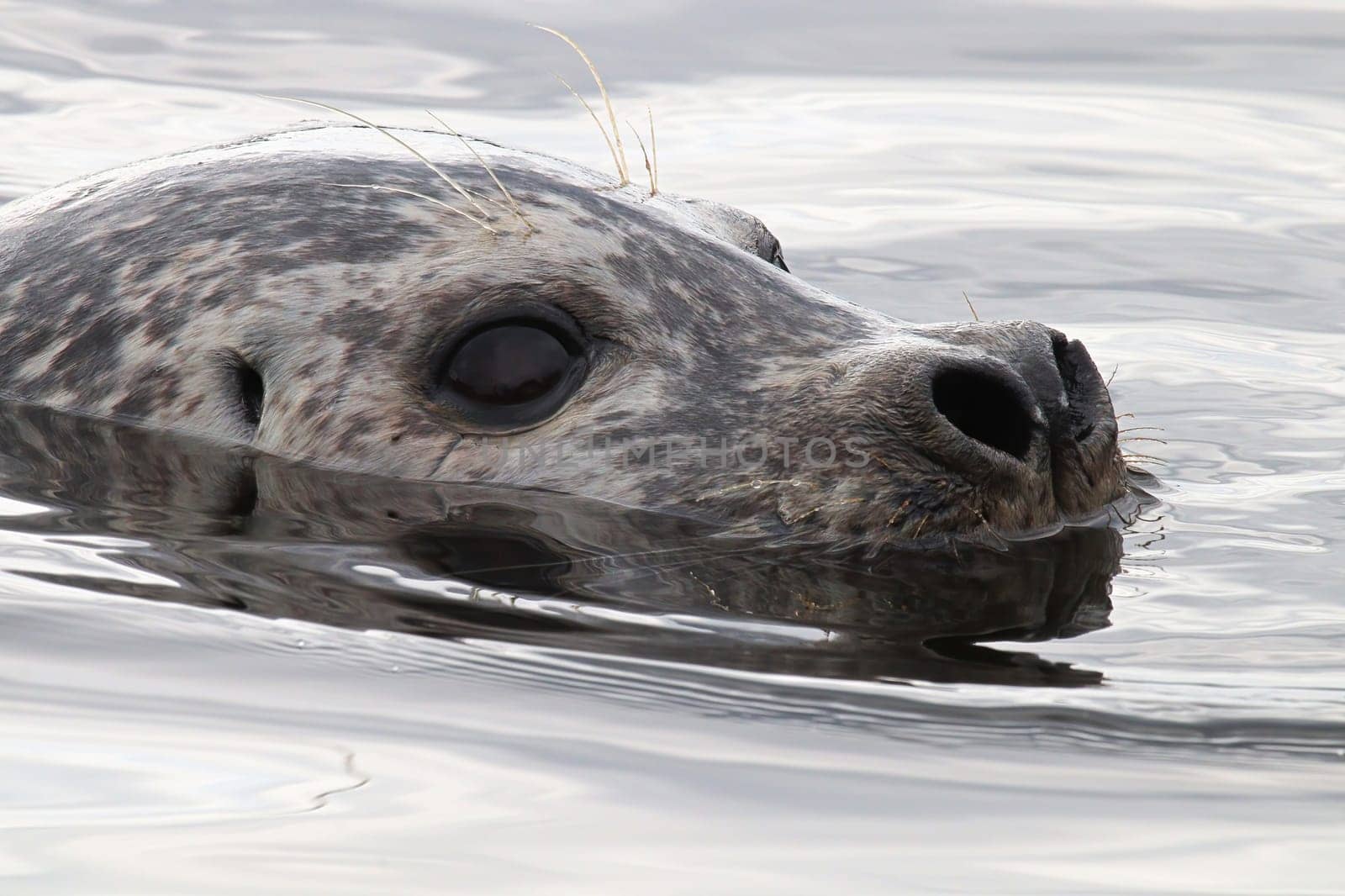 Closeup portrait of a seal head swimming in water.