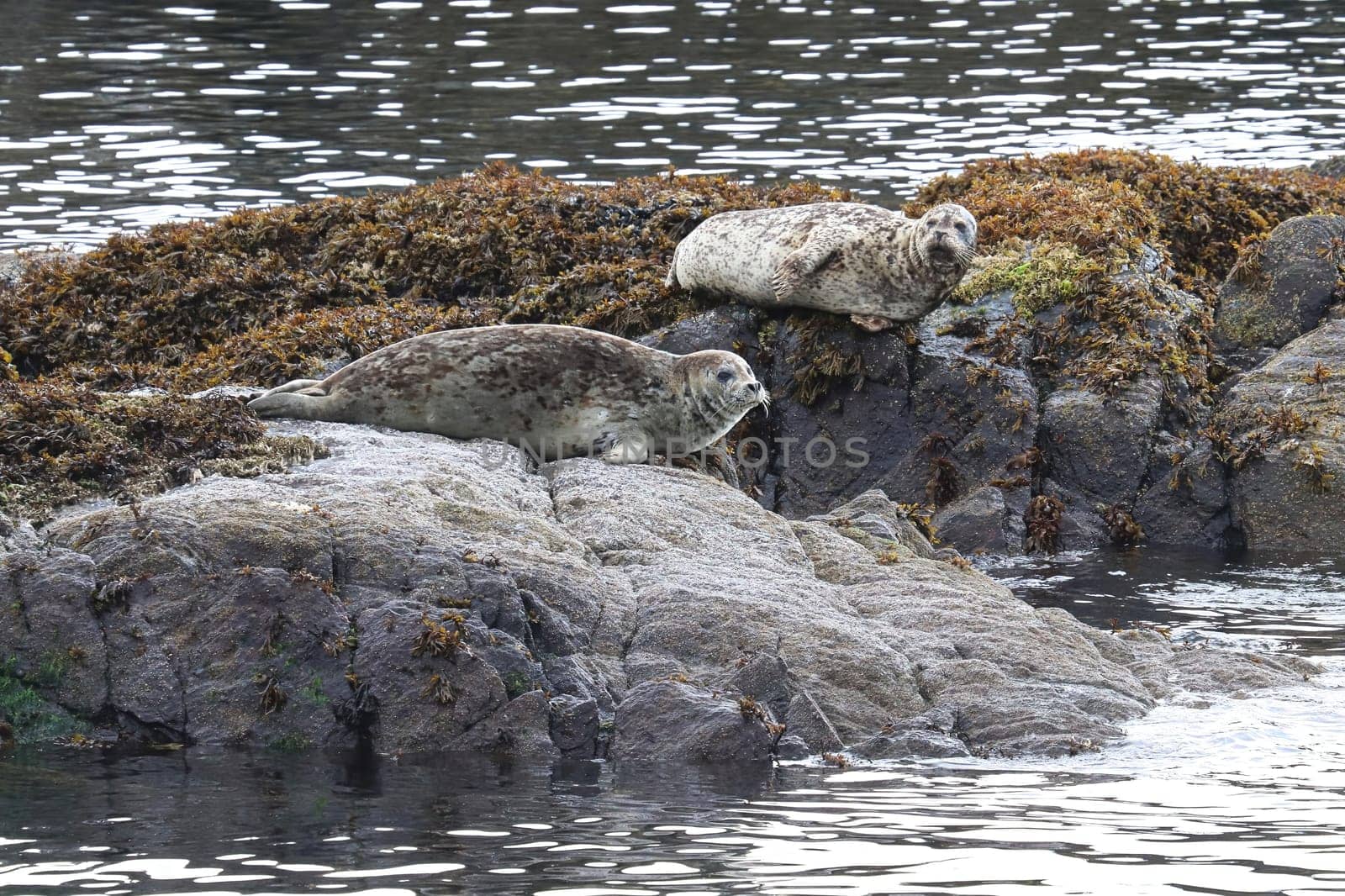 Common seals basking on rocks during the summer.