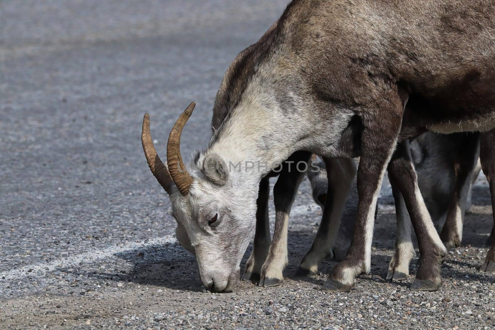 Closeup of mountain sheep licking salt on a the highway.