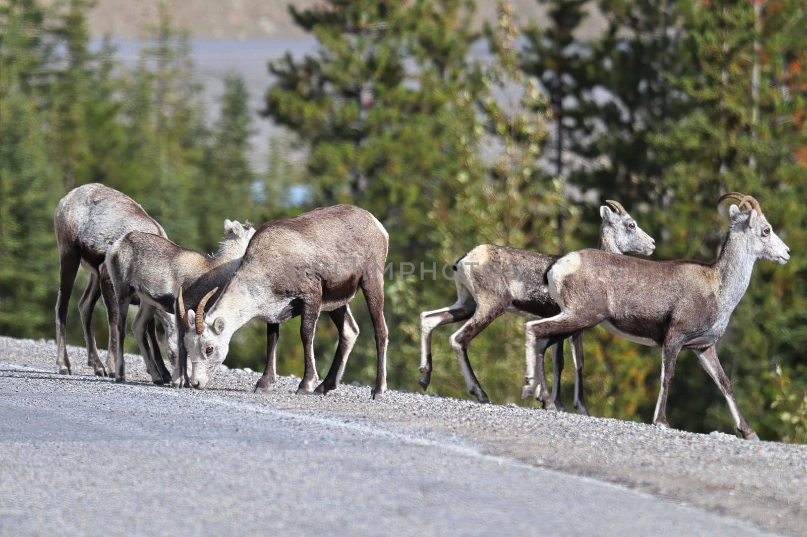 Closeup of mountain sheep walking close to a road.