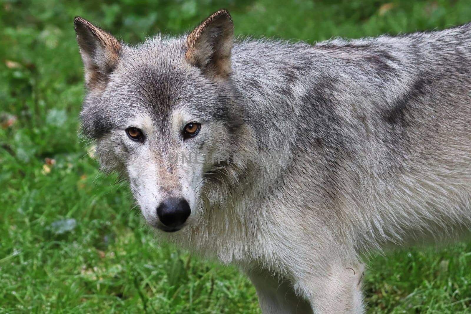 A wolf glares at the camera with a green background.