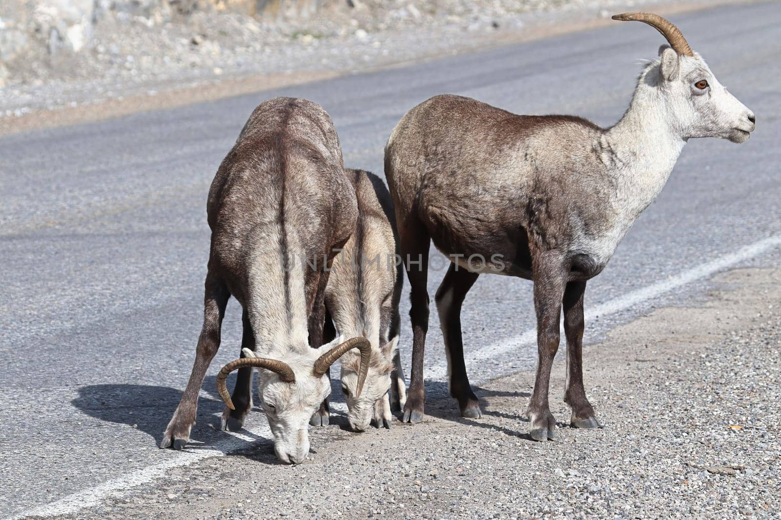 Closeup of mountain sheep licking salt on a the highway.