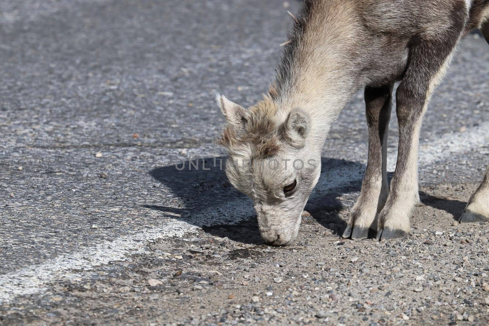 Closeup of mountain sheep licking salt on a the highway.