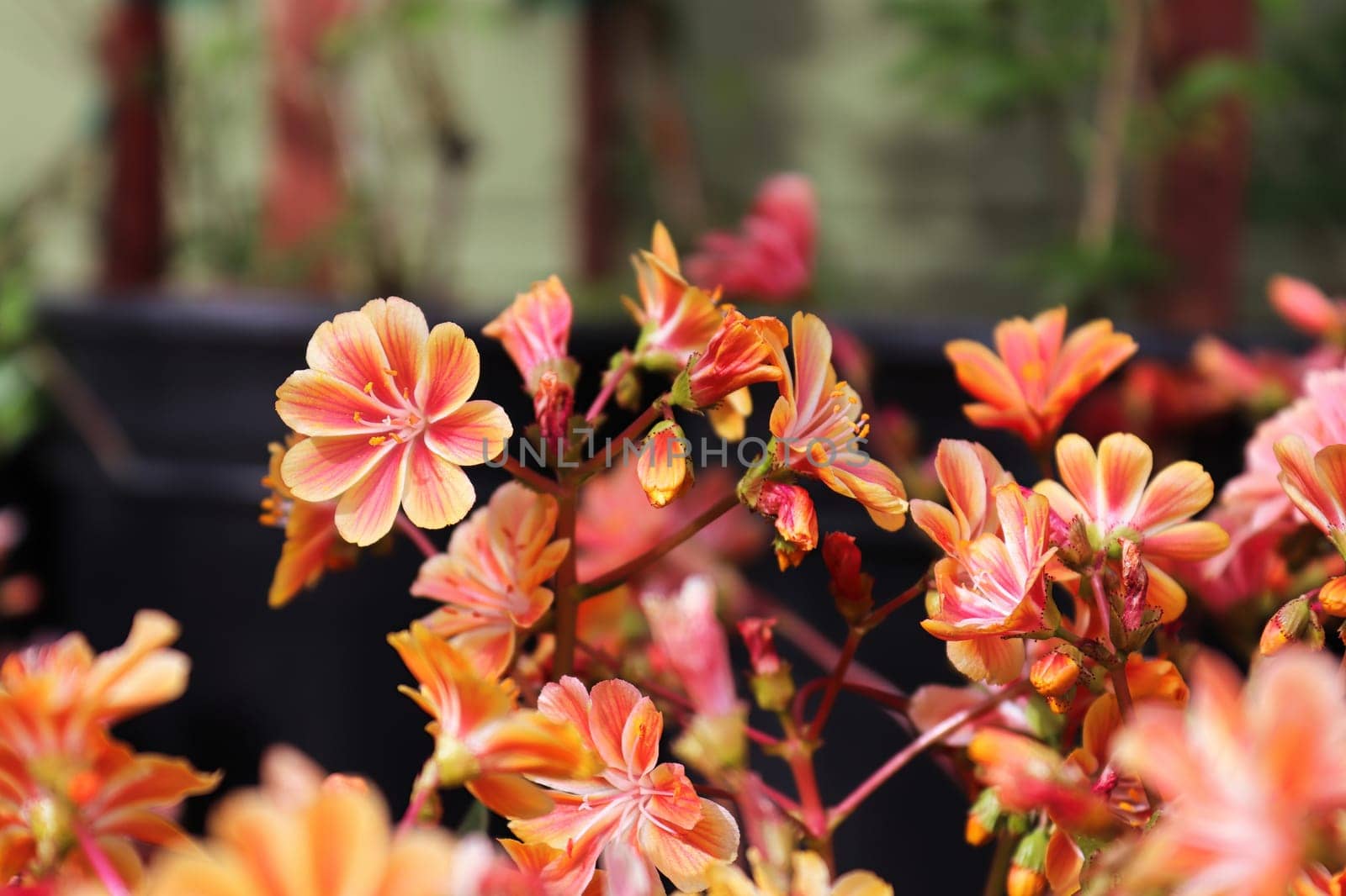 Closeup view of the delicate petals on a lewisia plant.