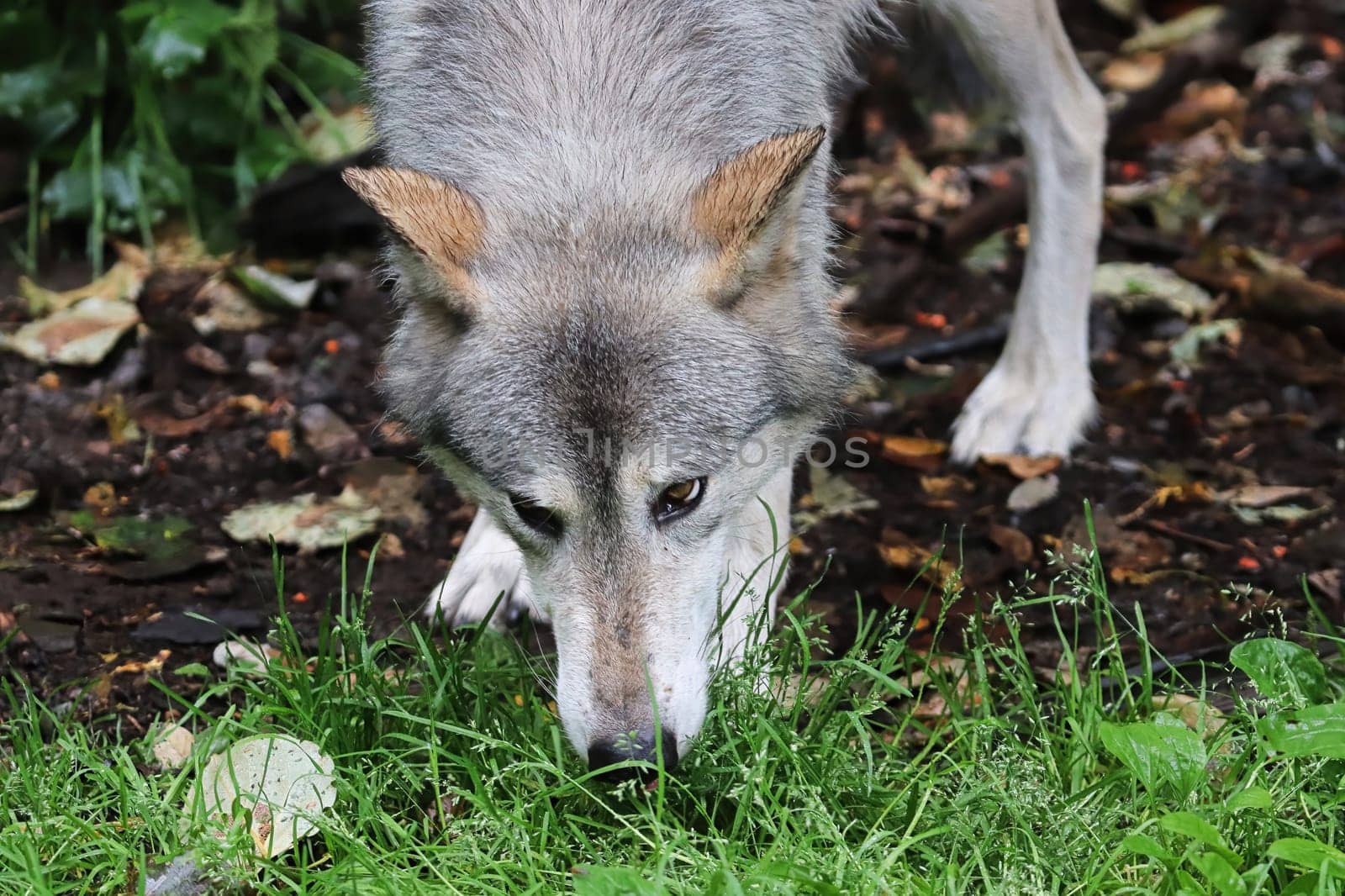A wolf sniffs the ground during summer.
