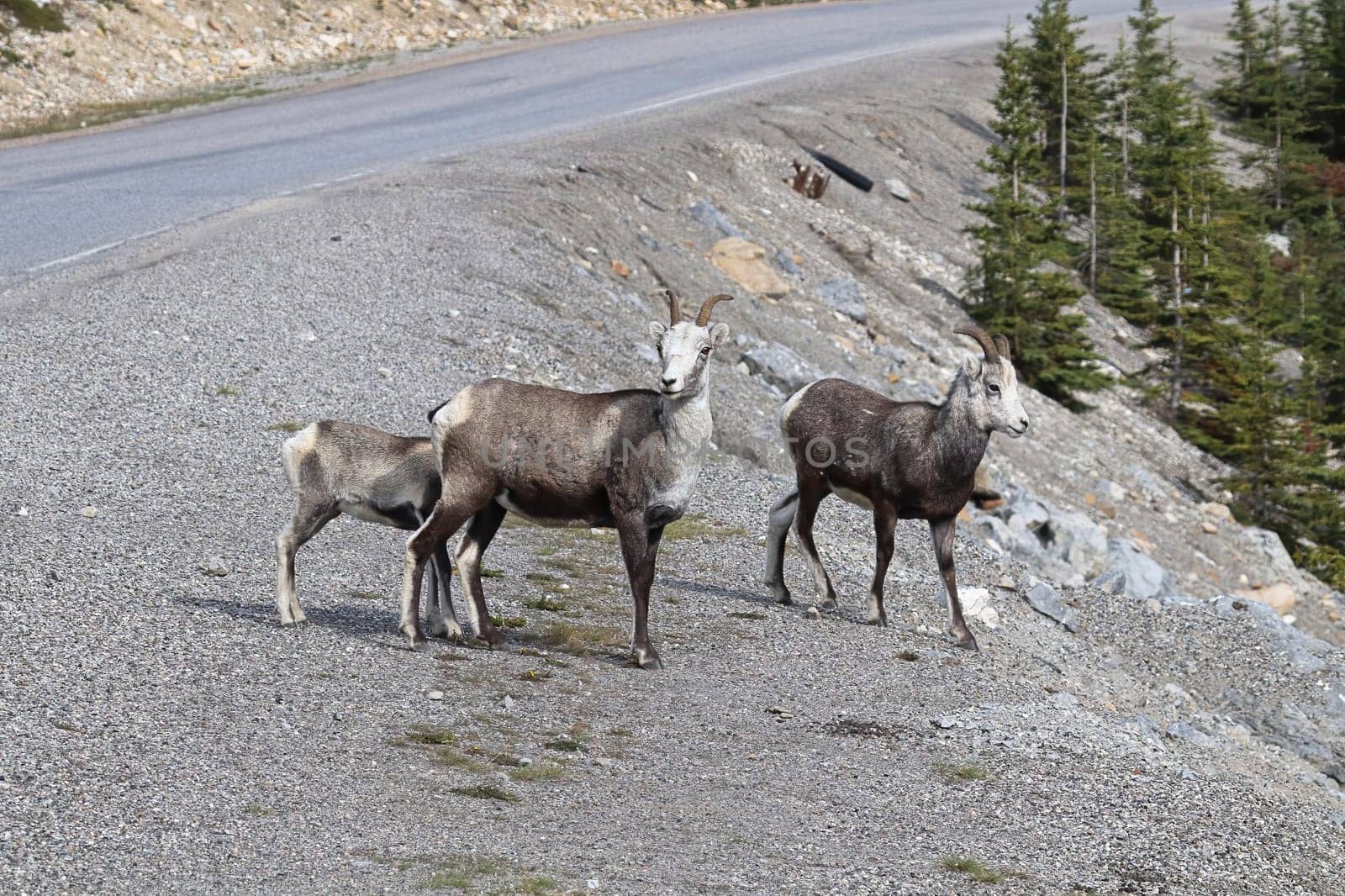 Closeup of mountain sheep walking close to a road.