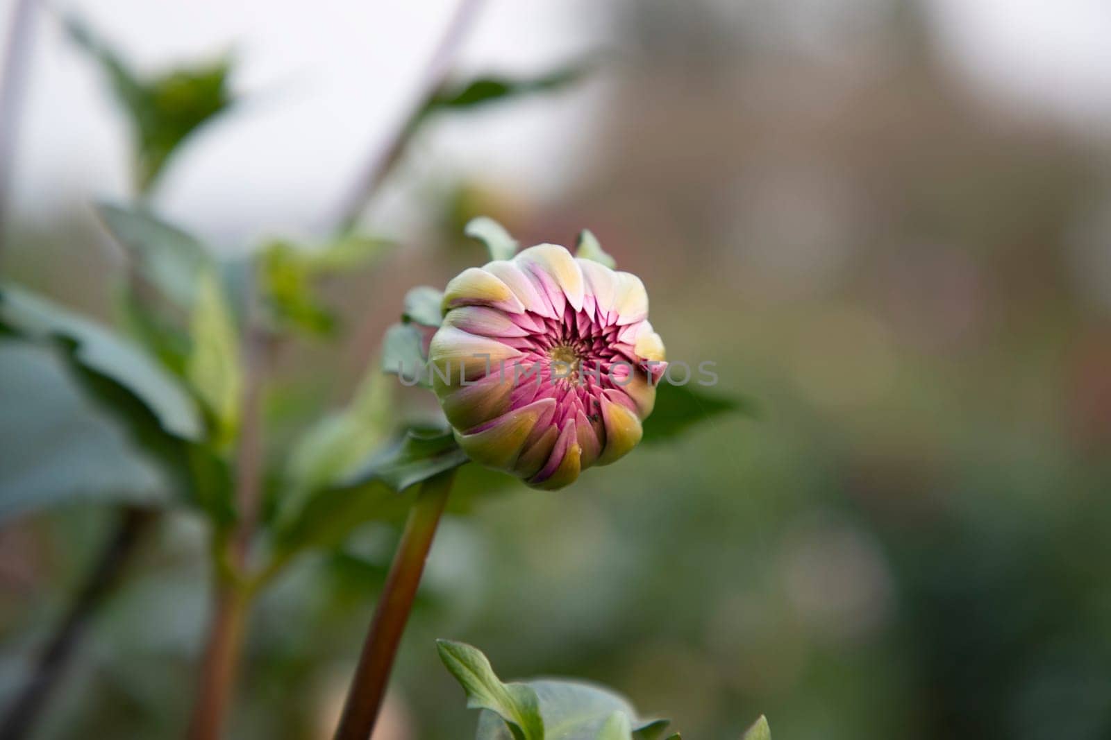 Beautiful  Pink color flower Buds front view with Blurry Background. Spring flower bud Natural view.