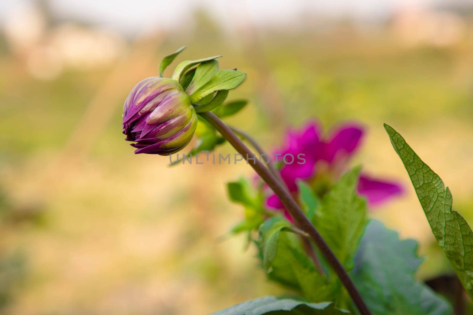 Beautiful Pink Color flower Buds with Blurry Background. Spring flower bud. dahlia flower bud Natural view.
