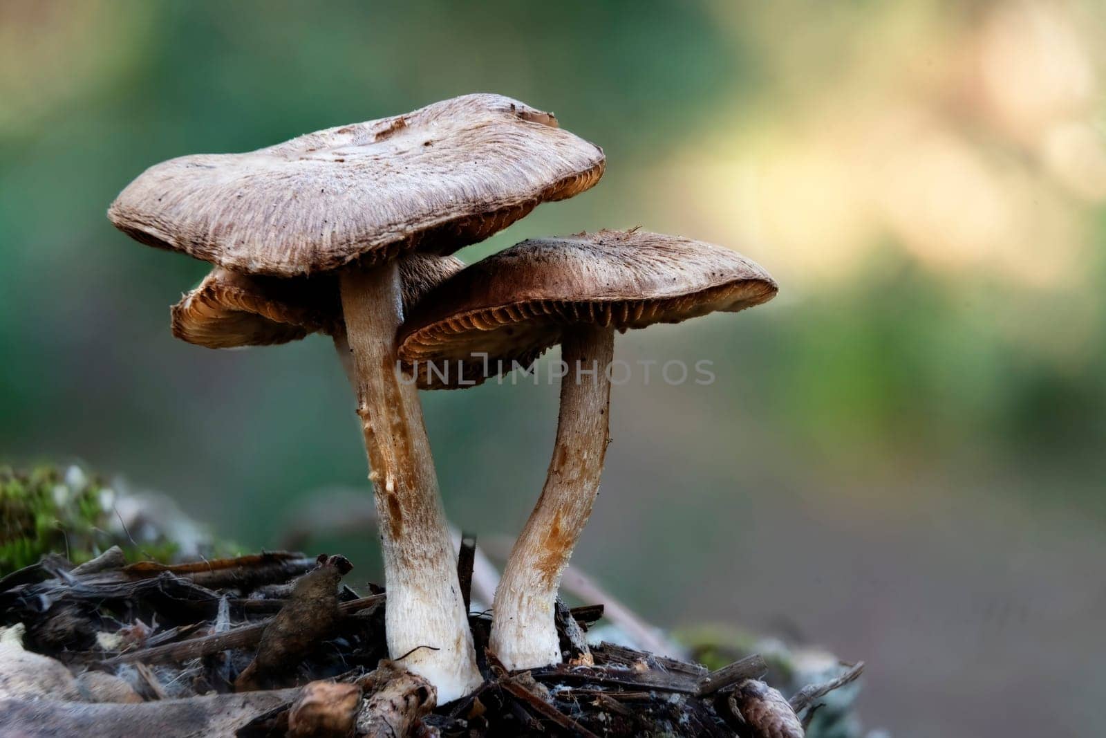 Mushroom macro photography