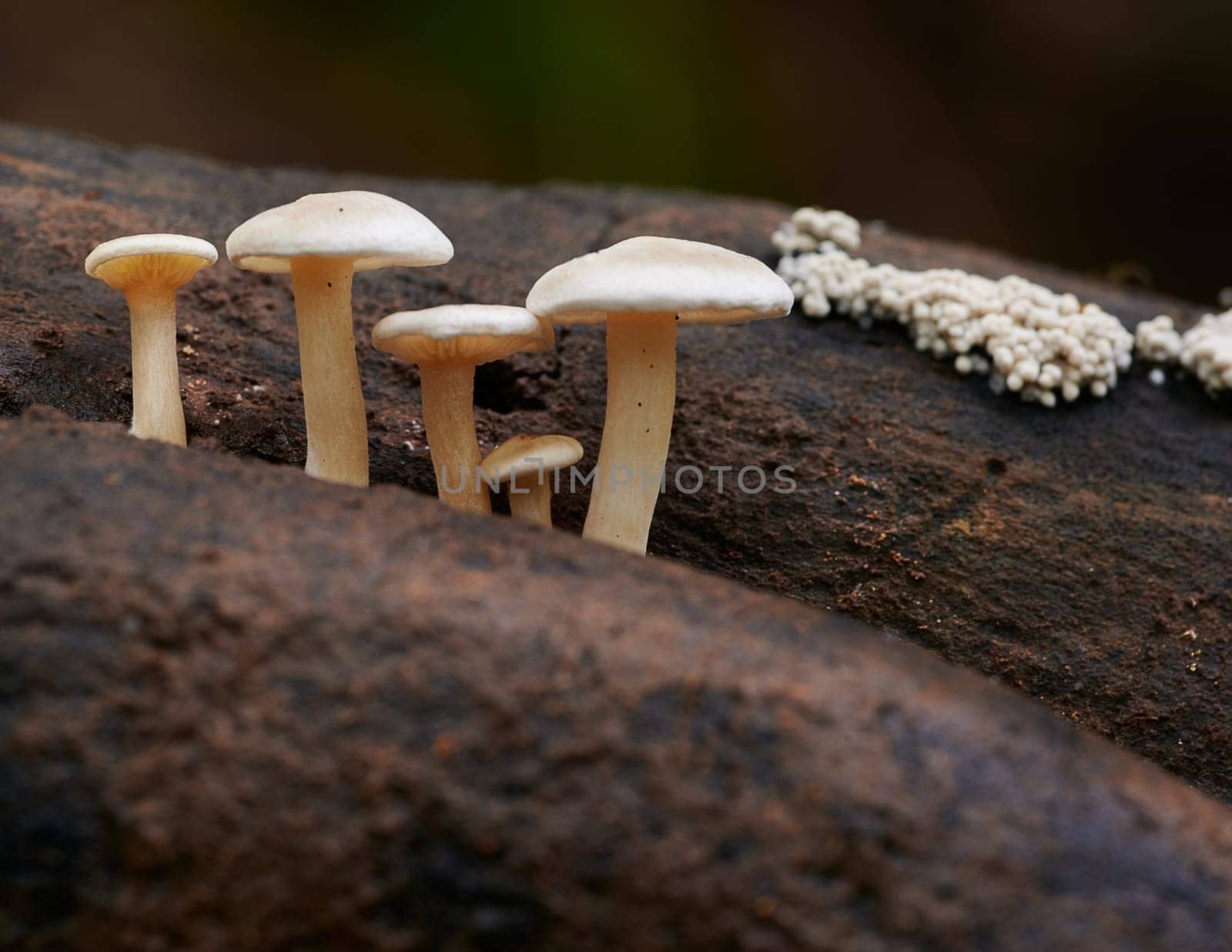 Mushroom macro photography