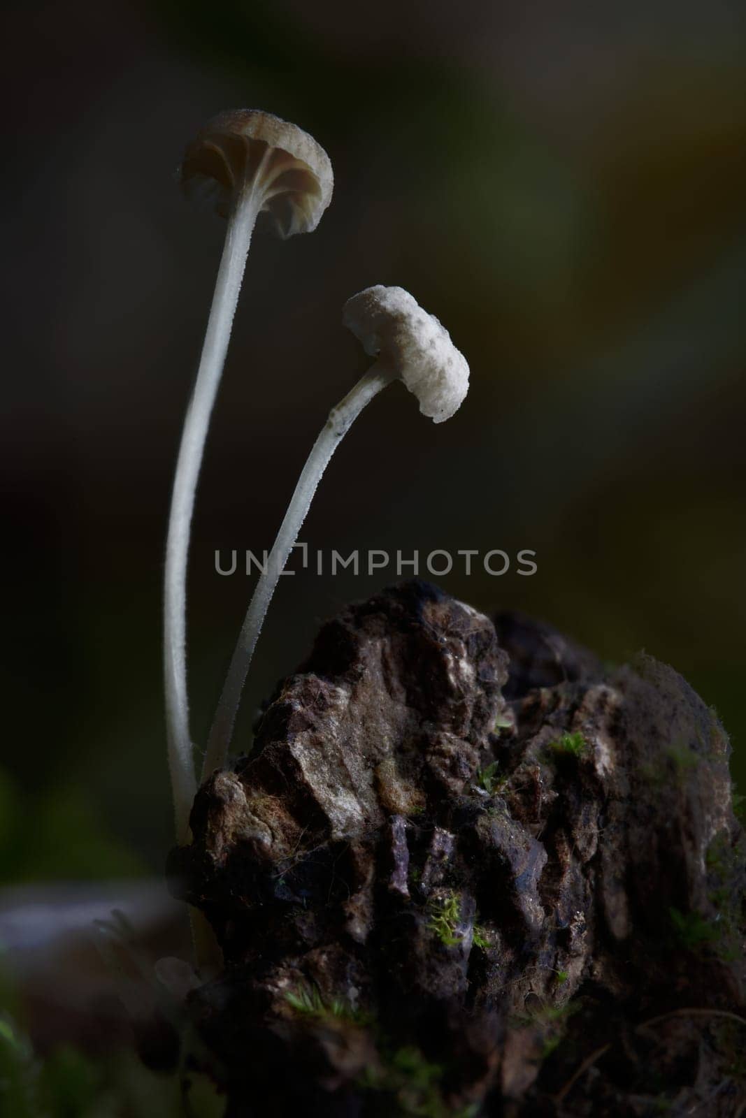 Mushroom macro photography