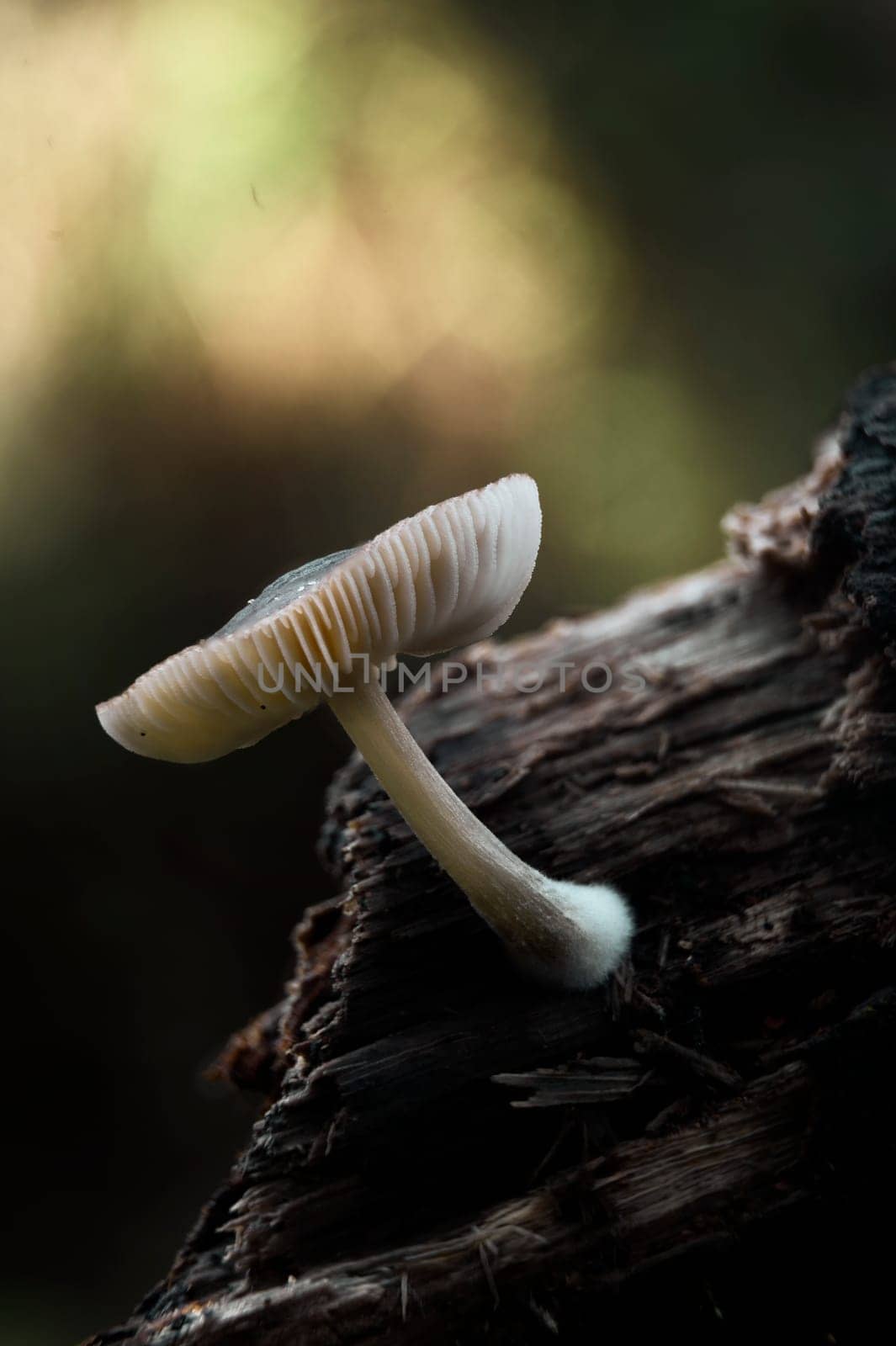 Mushroom macro photography