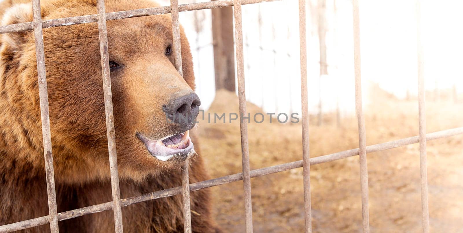 The brown bear in a cage in warm directional light. Selective focus. Kamchatka Peninsula