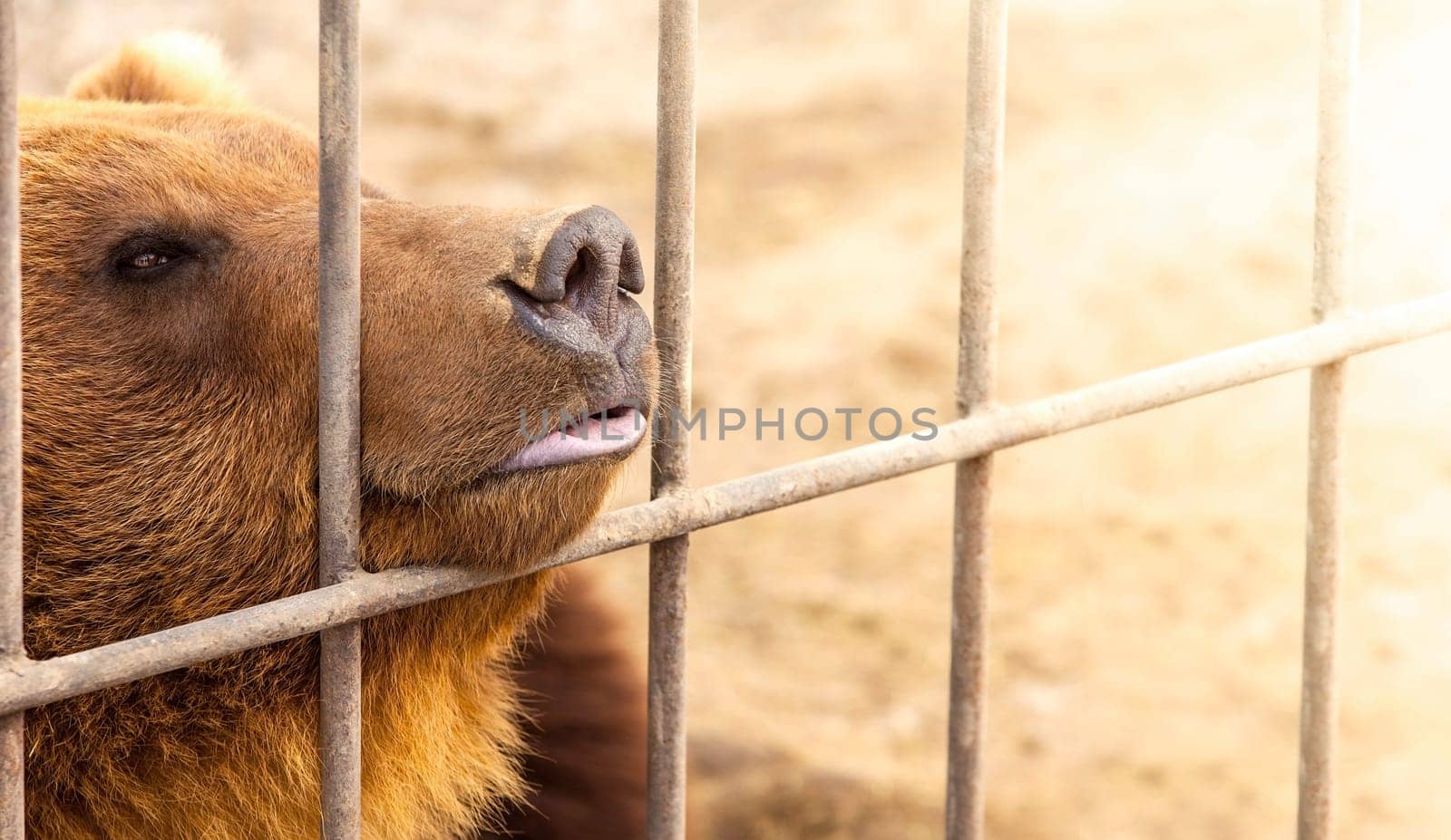 The brown bear in a cage in warm directional light. Selective focus. Kamchatka Peninsula