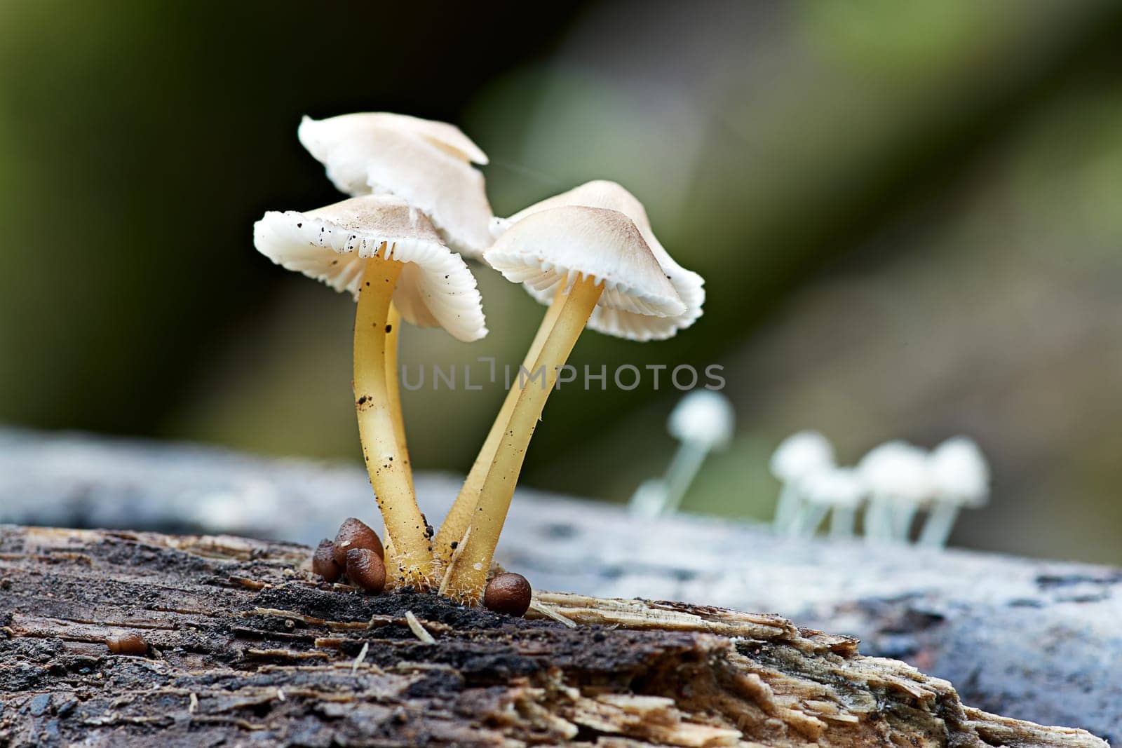 Mushroom macro photography