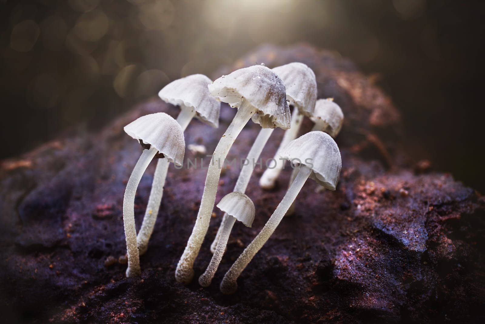 Mushroom macro photography