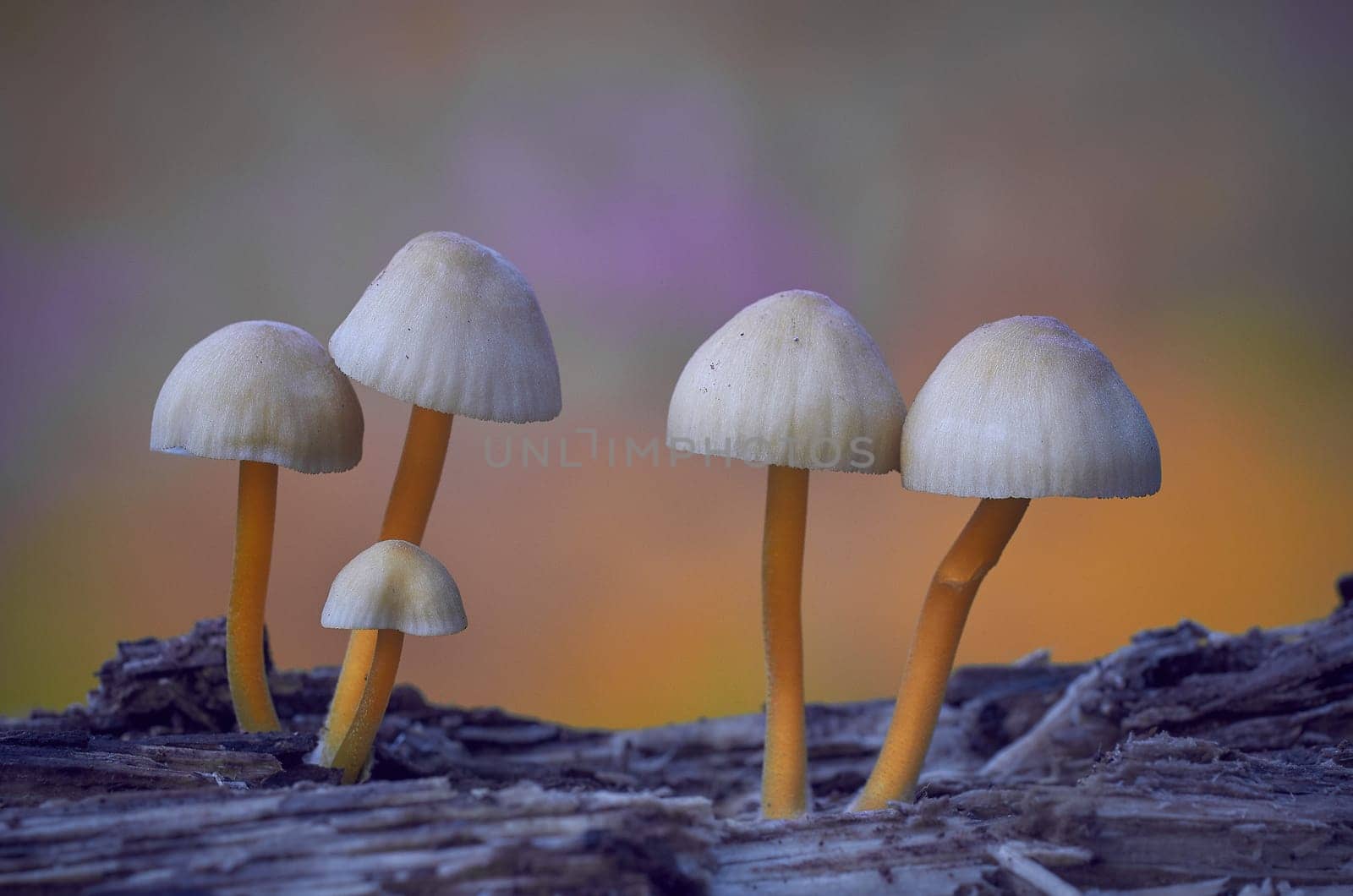 Mushroom macro photography