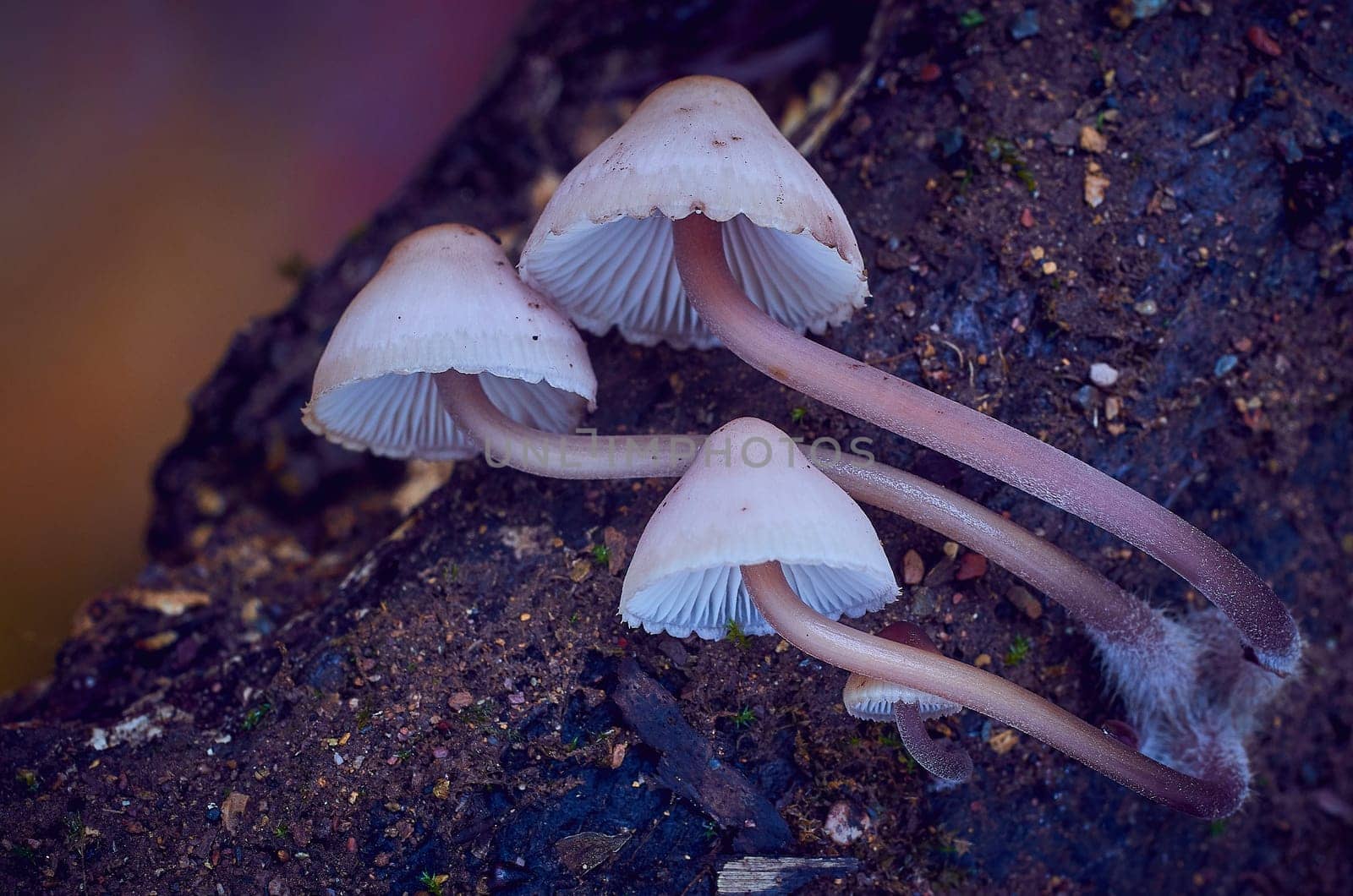 Mushroom macro photography