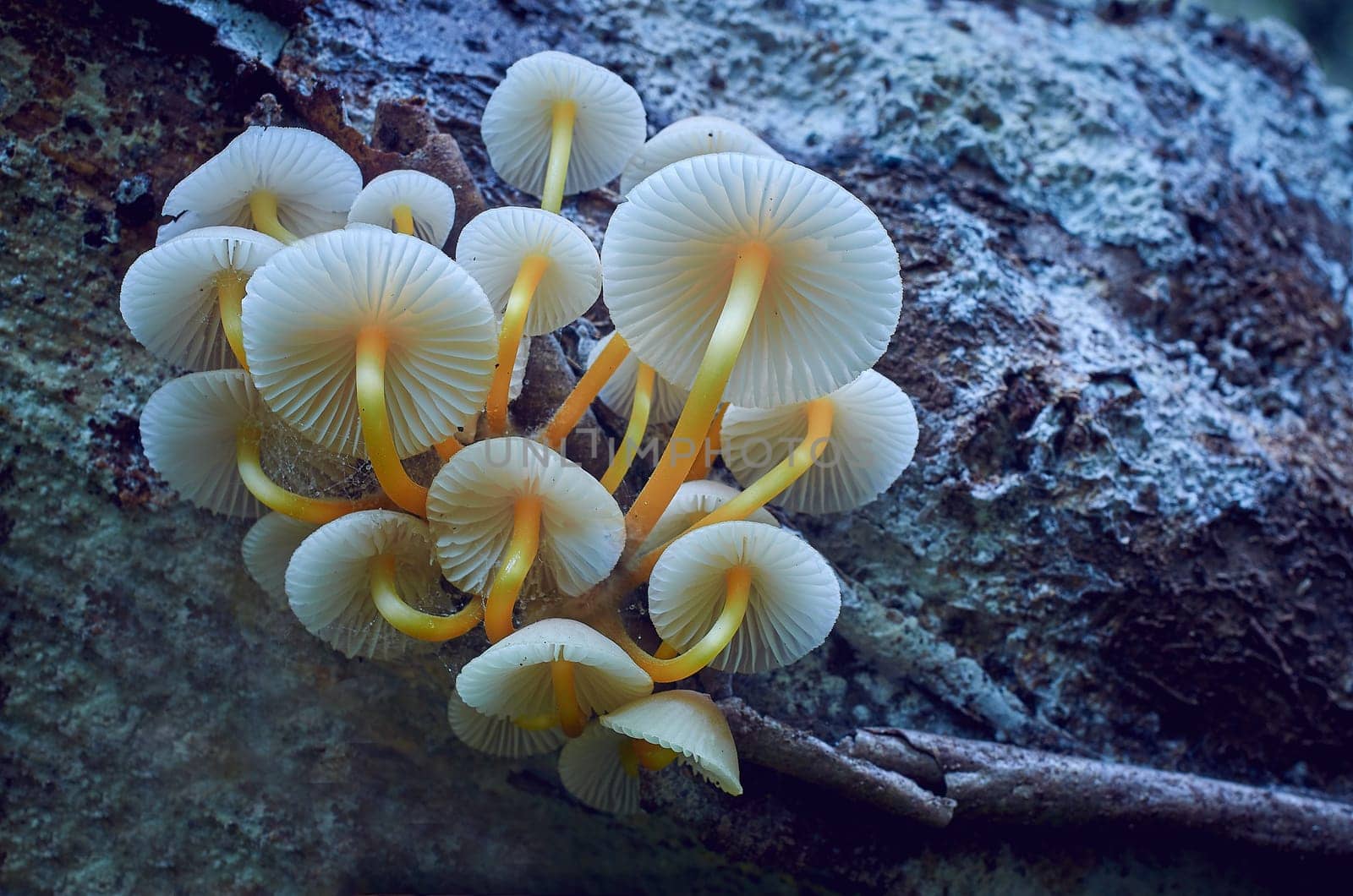Mushroom macro photography