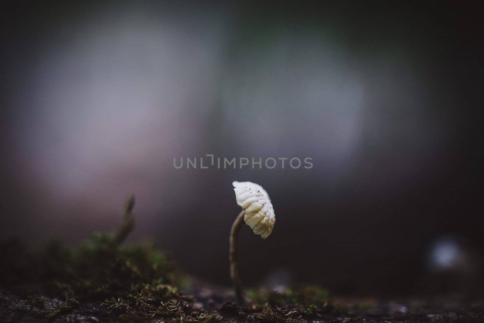 Mushroom macro photography
