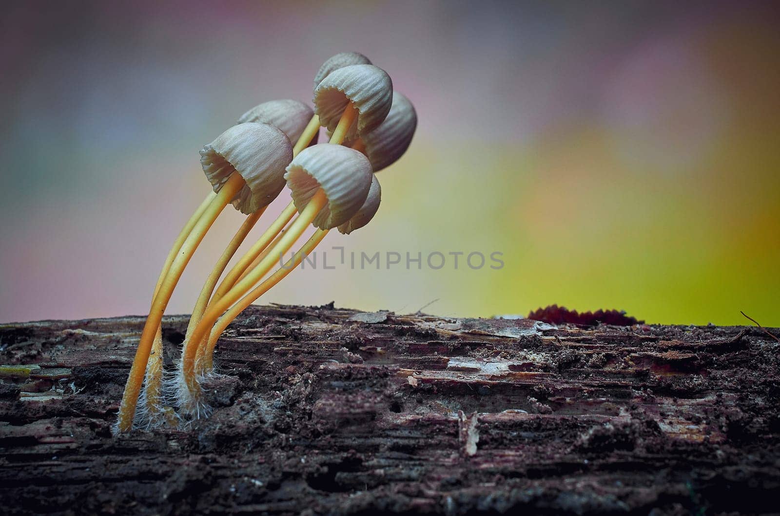Mushroom macro photography