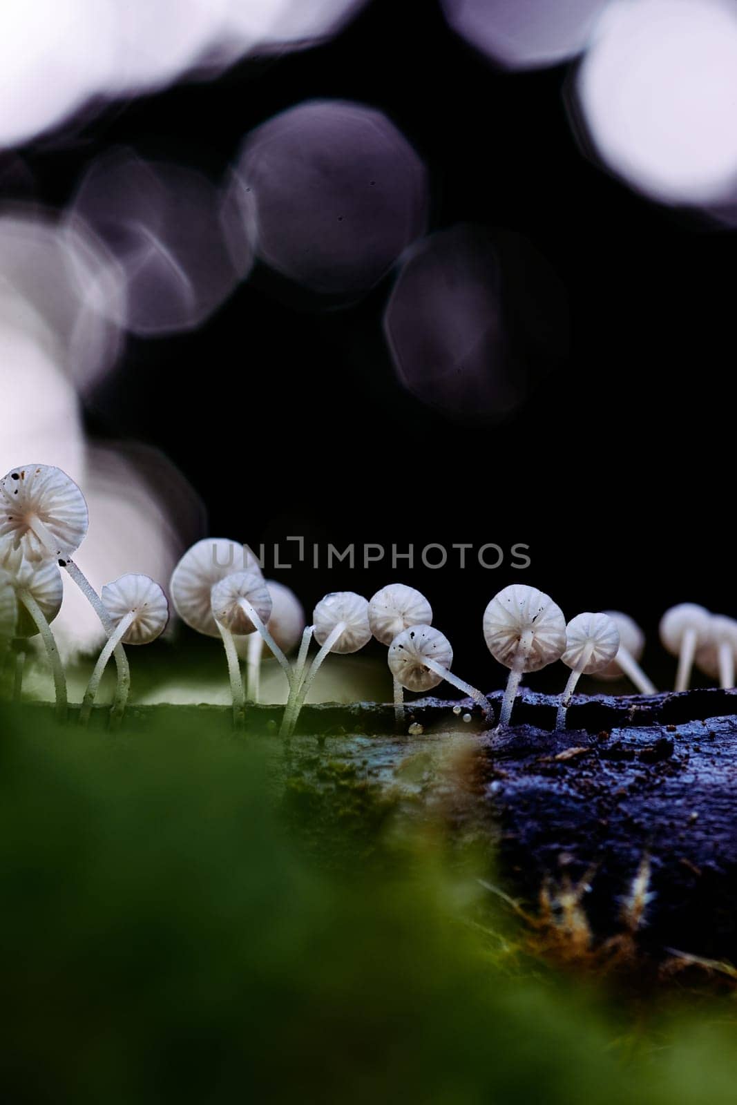 Mushroom macro photography