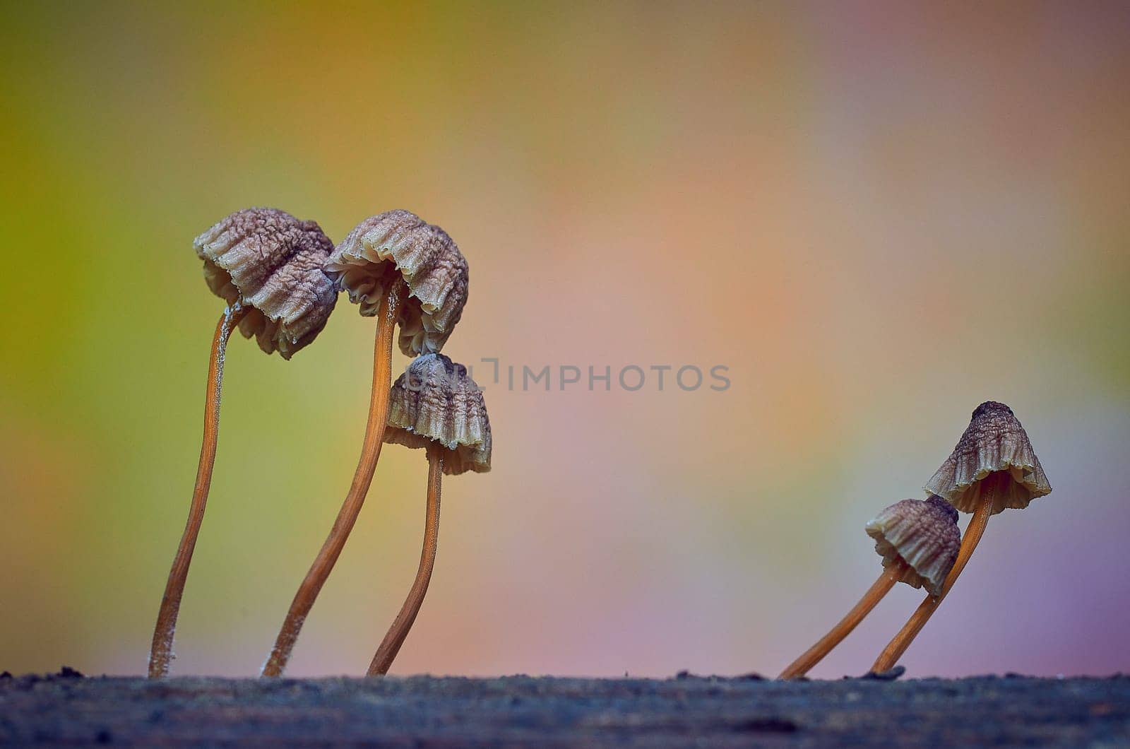 Mushroom macro photography