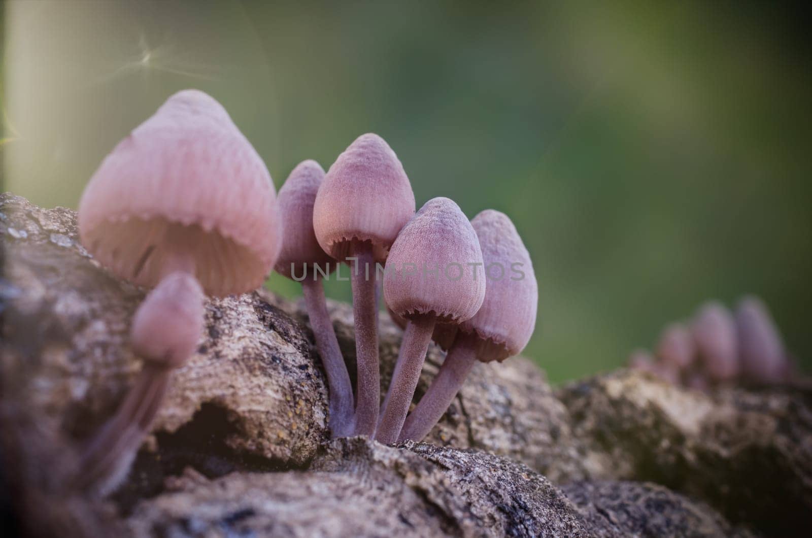 Mushroom macro photography