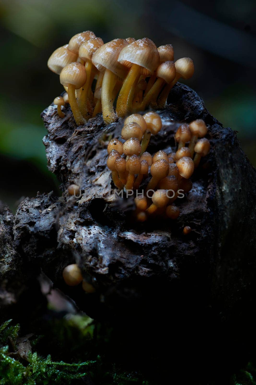 Mushroom macro photography