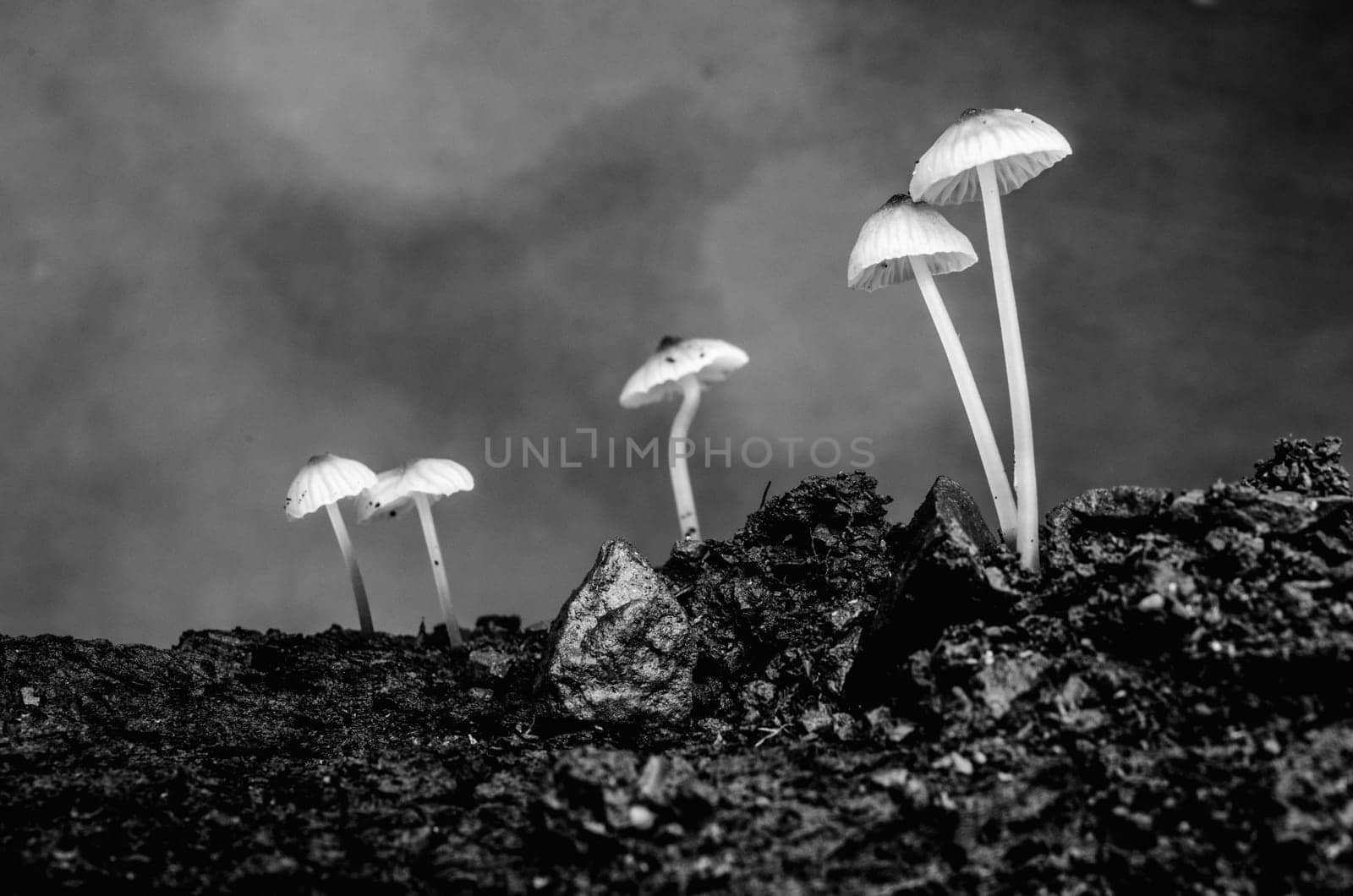 Mushroom macro photography